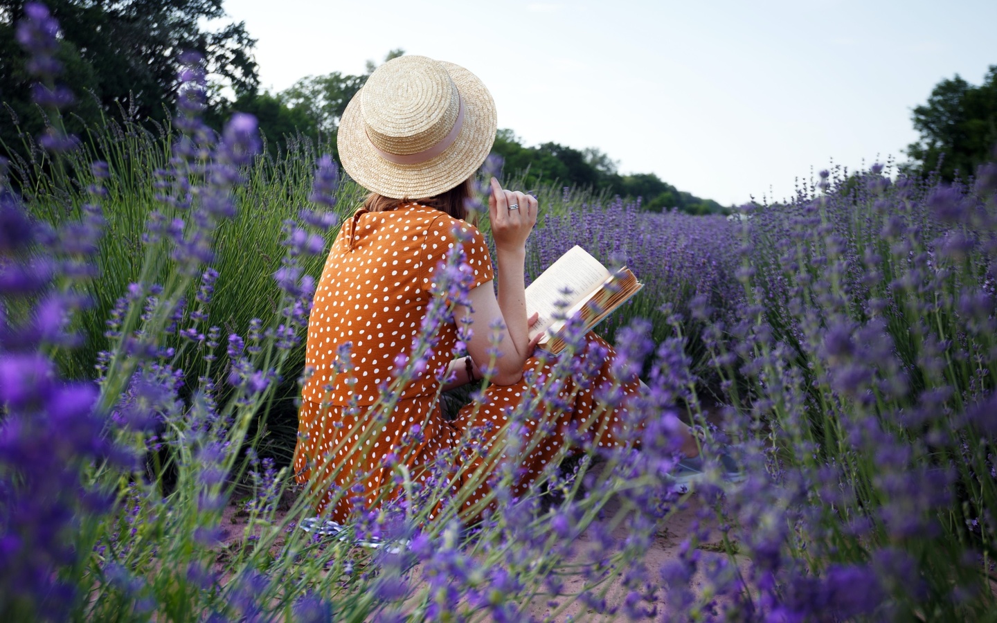 lavender field, france, flowers