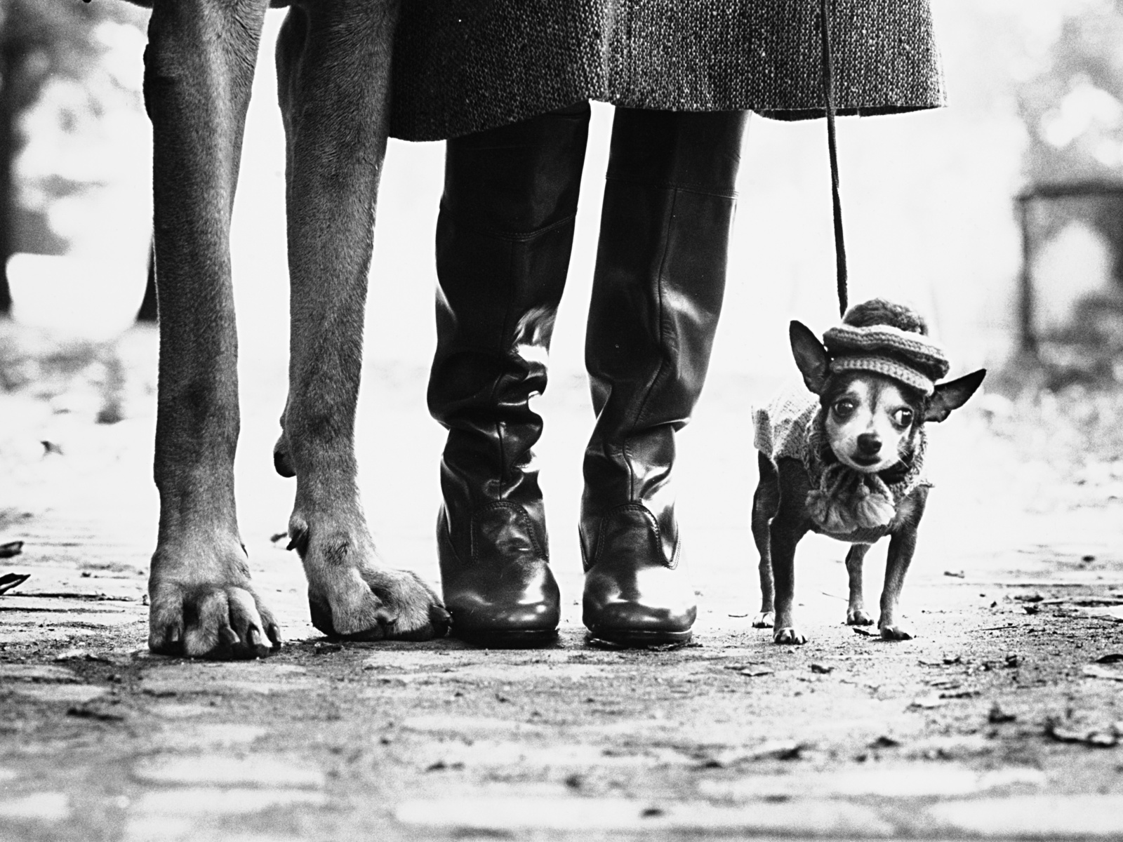 dogs, new york city, chihuahua