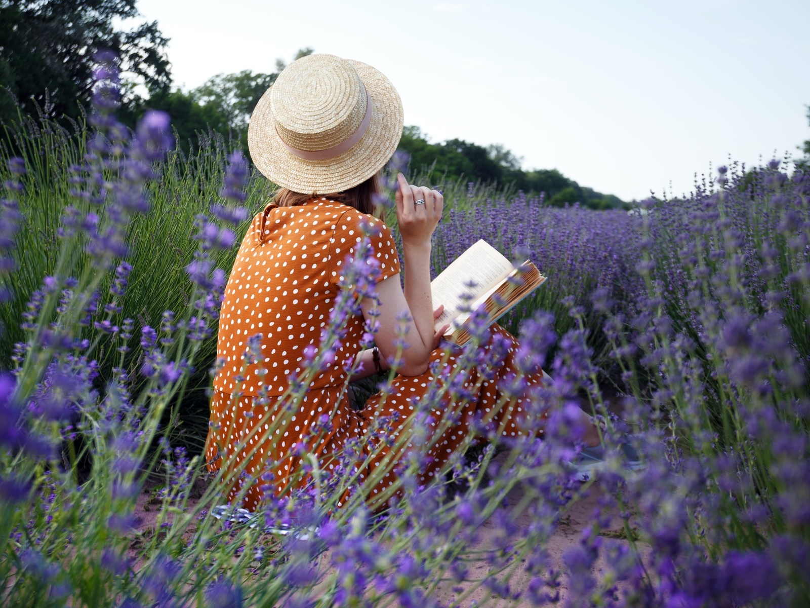 lavender field, france, flowers