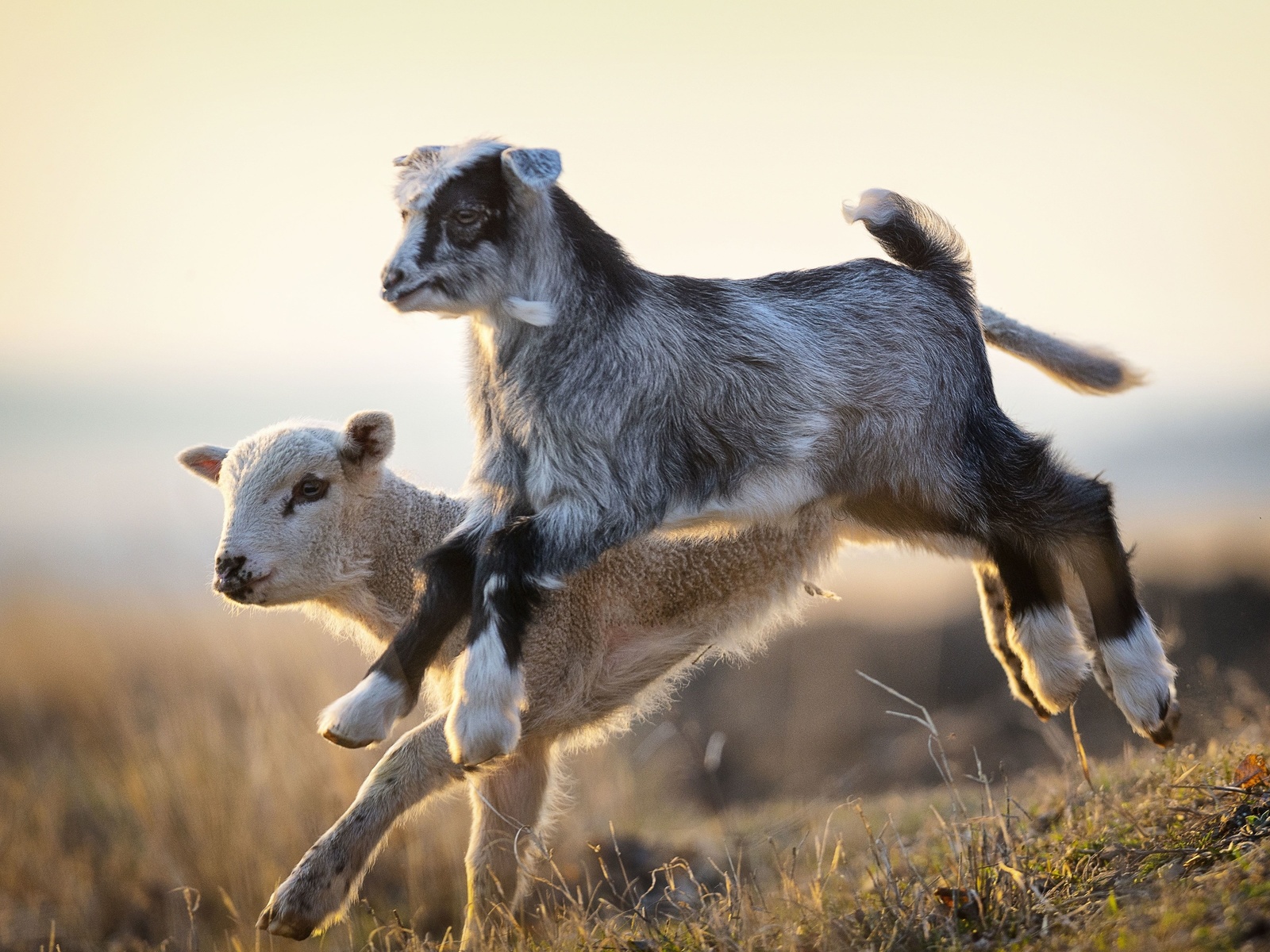 goat kids, jumping, livestock