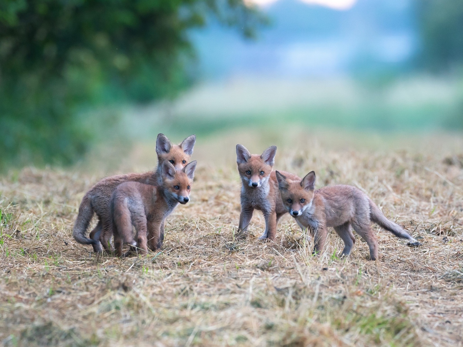 luxembourg, fox children, wildlife