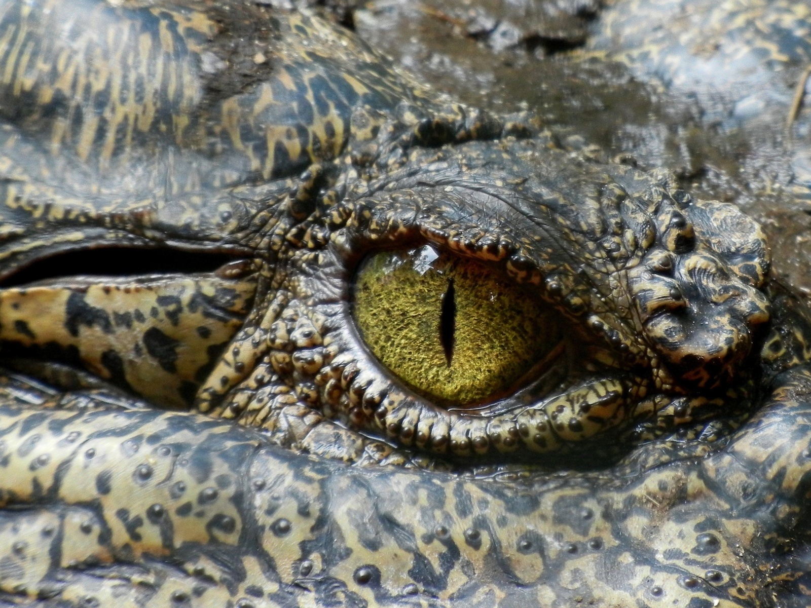 crocodile, australia, reptile, eye, animal