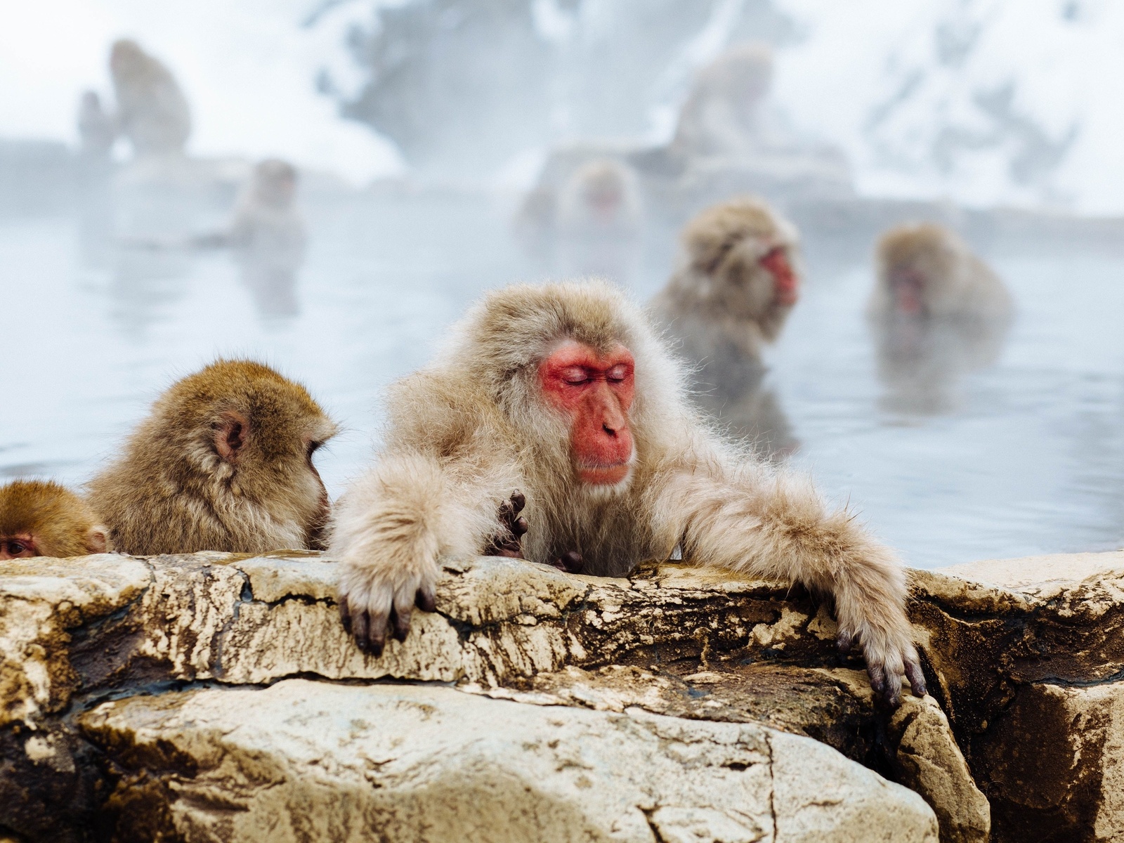 japanese macaque, jigokudani snow monkey park, nagano prefecture, japan