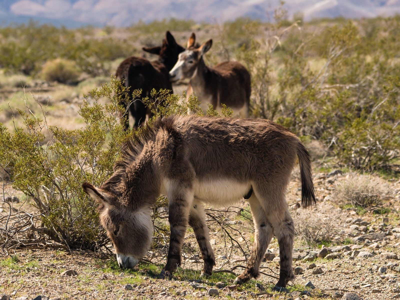 donkeys, mojave desert, north america