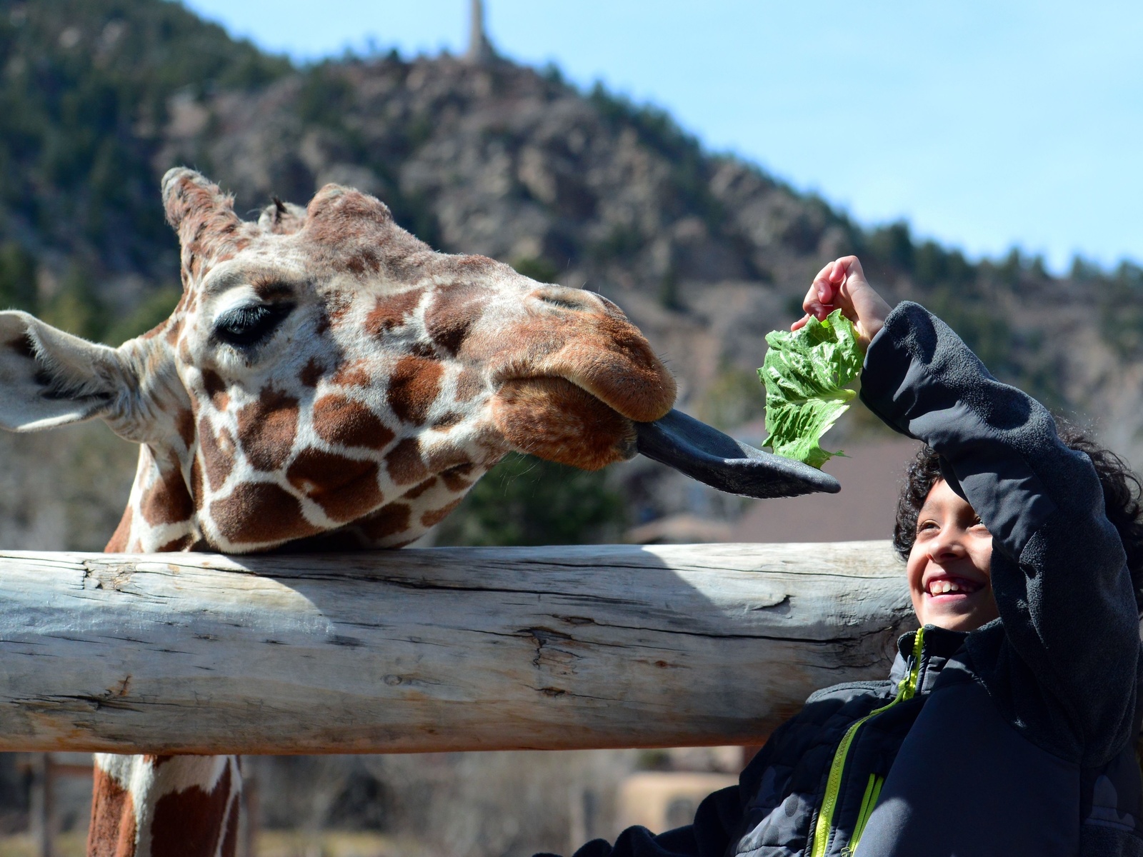 giraffe, cheyenne mountain zoo, colorado springs, colorado