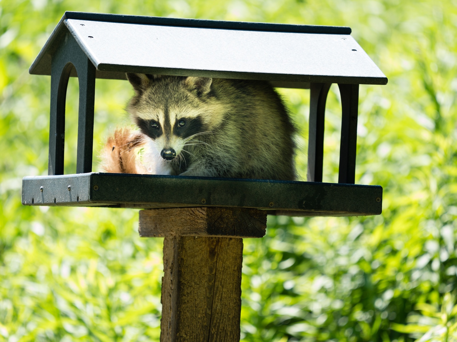 wild animals, young raccoon, bird feeder