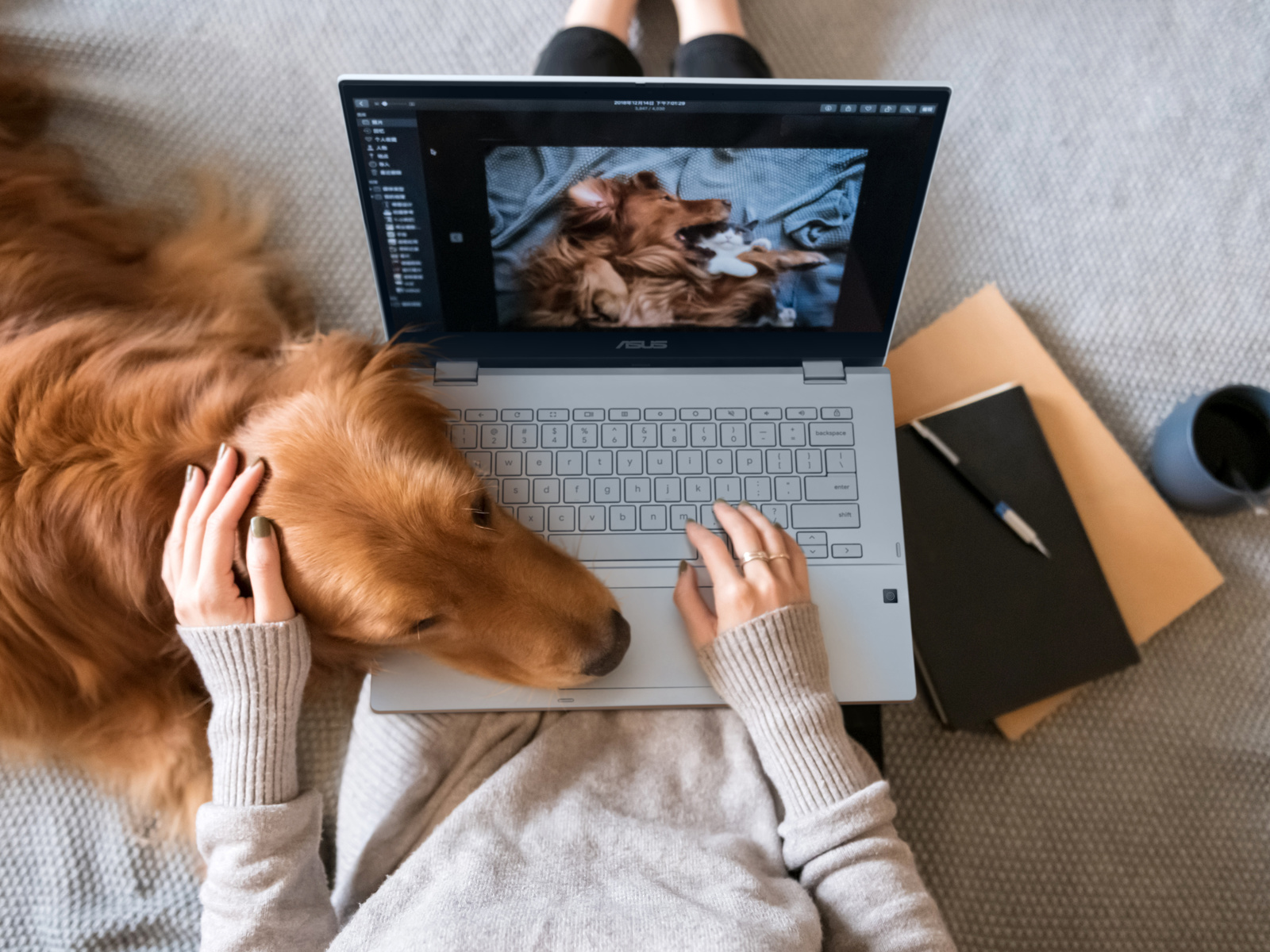 asus, premium chromebook, asus chromebook flip cx3, golden retriever