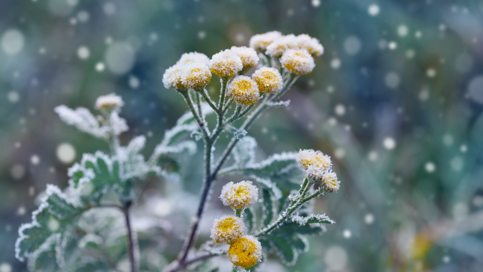 winter landscaping, garden, frost