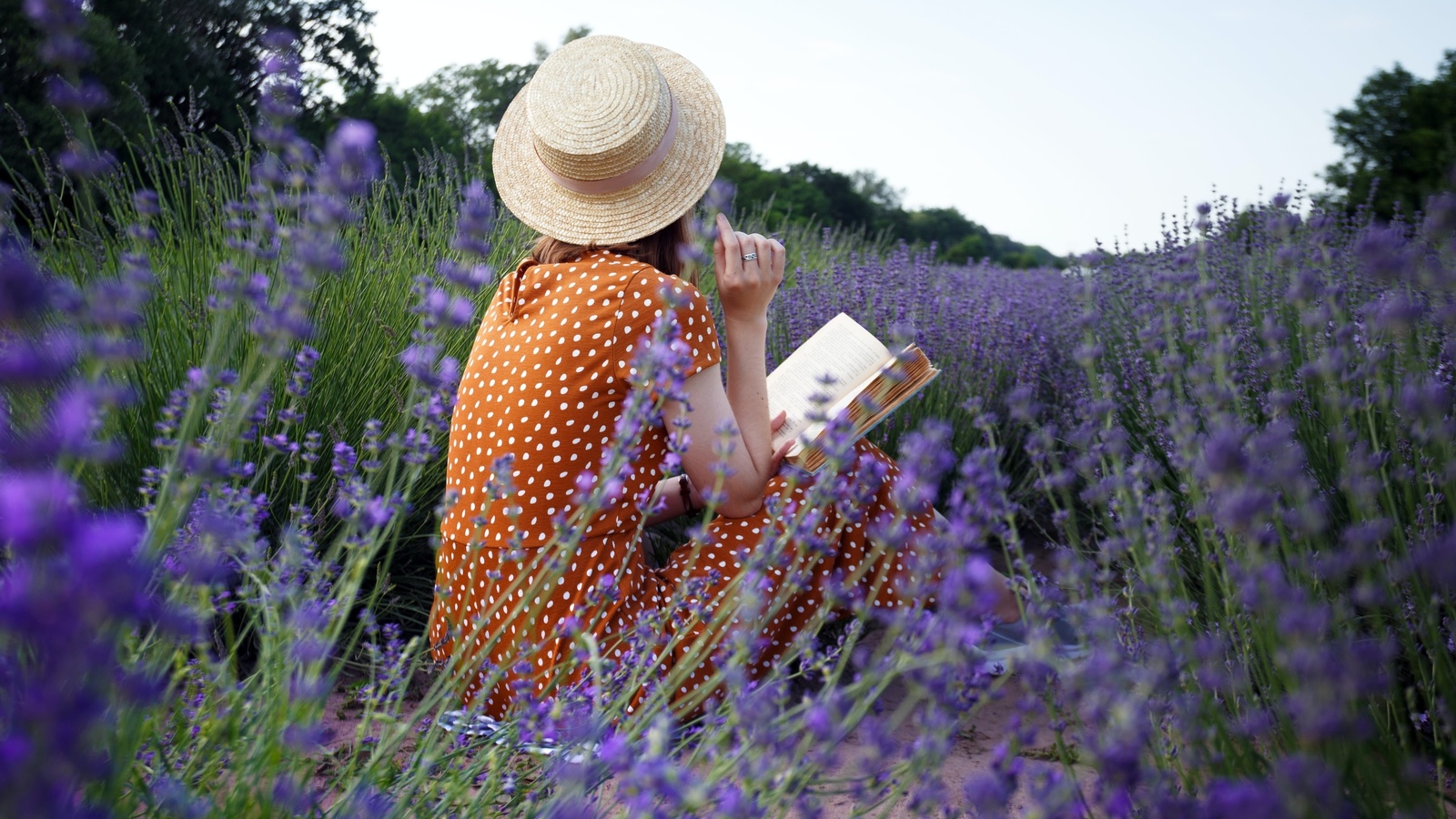 lavender field, france, flowers