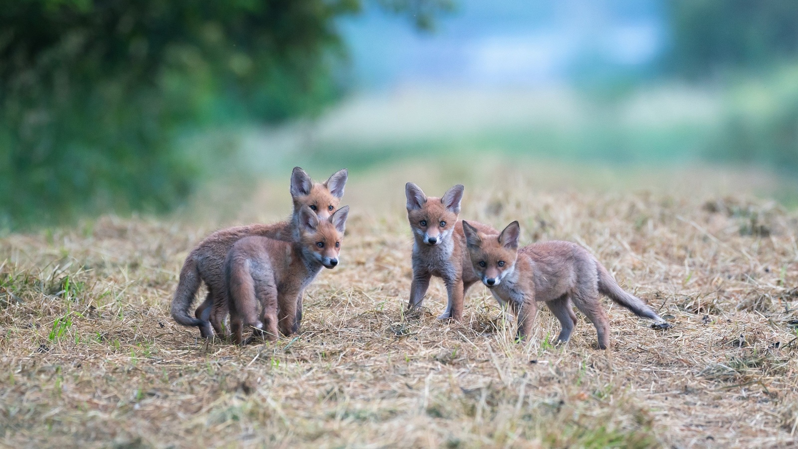 luxembourg, fox children, wildlife