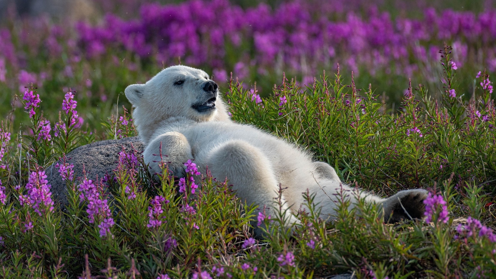 polar bear, fireweed field, canada