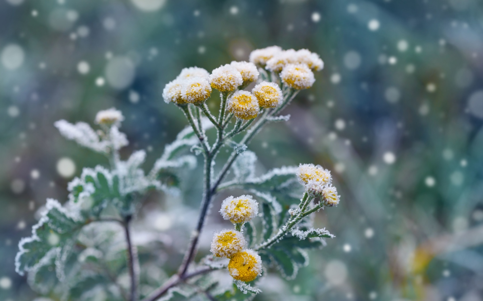 winter landscaping, garden, frost