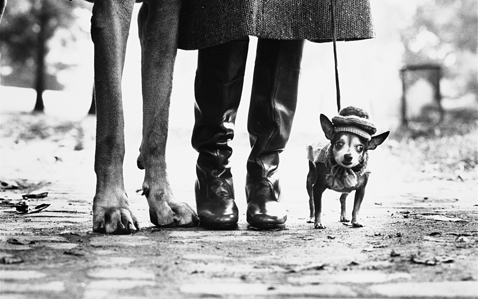 dogs, new york city, chihuahua