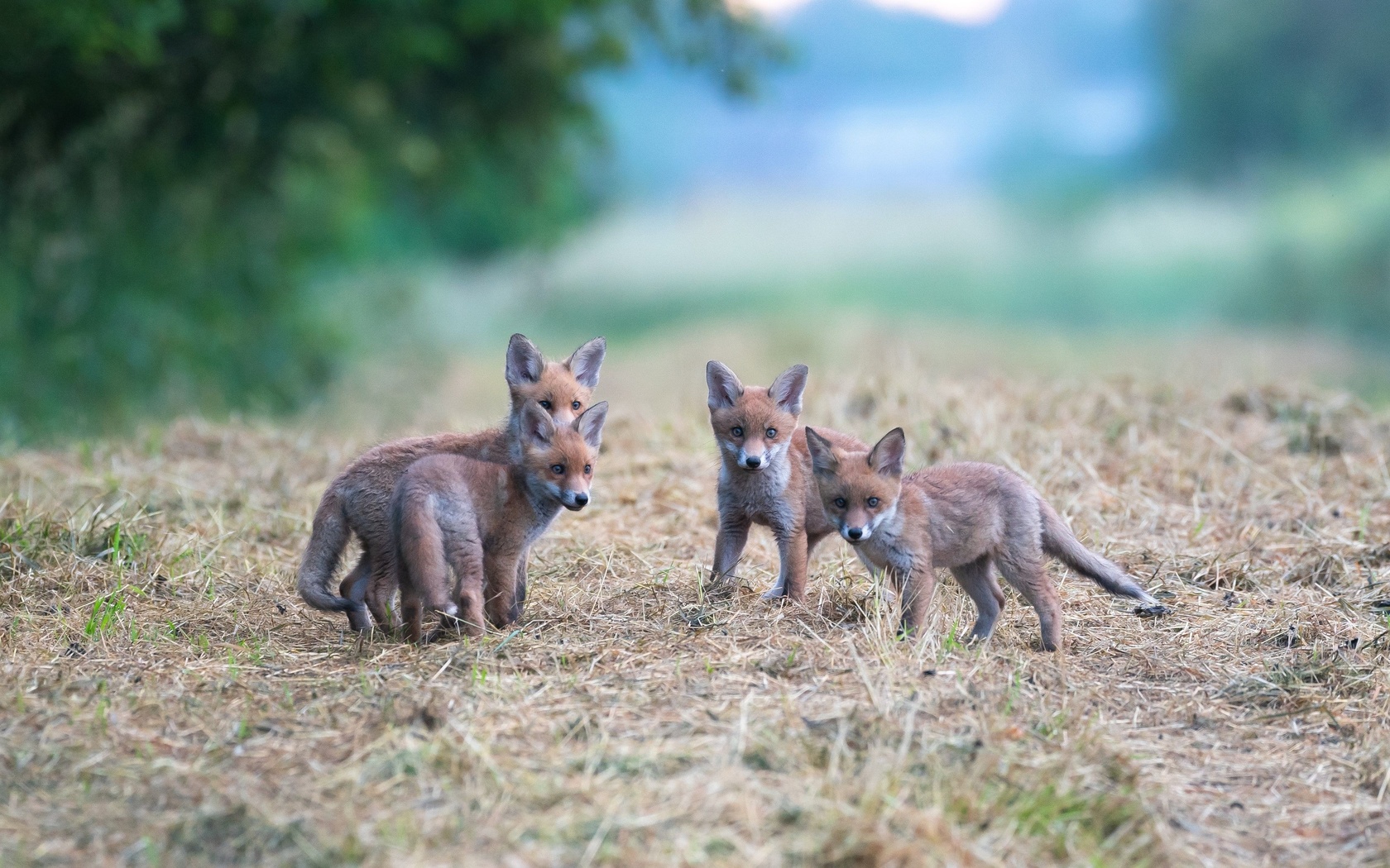 luxembourg, fox children, wildlife