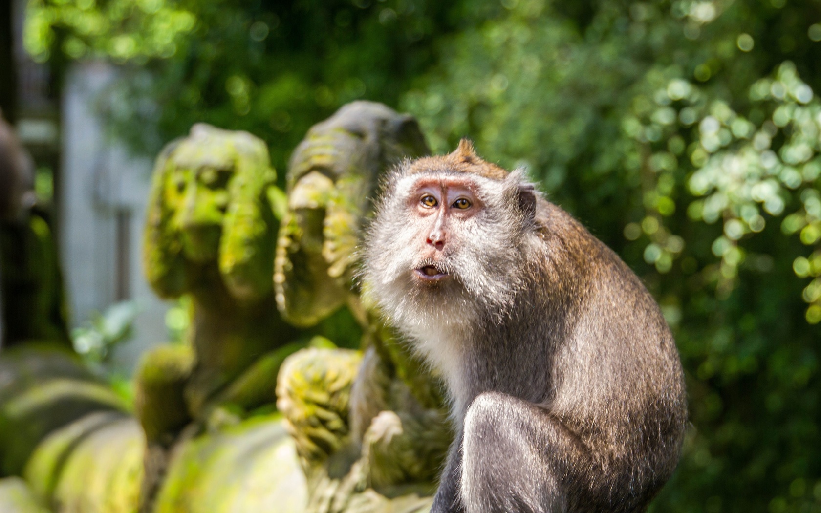 crab-eating macaque, ubud monkey forest, bali