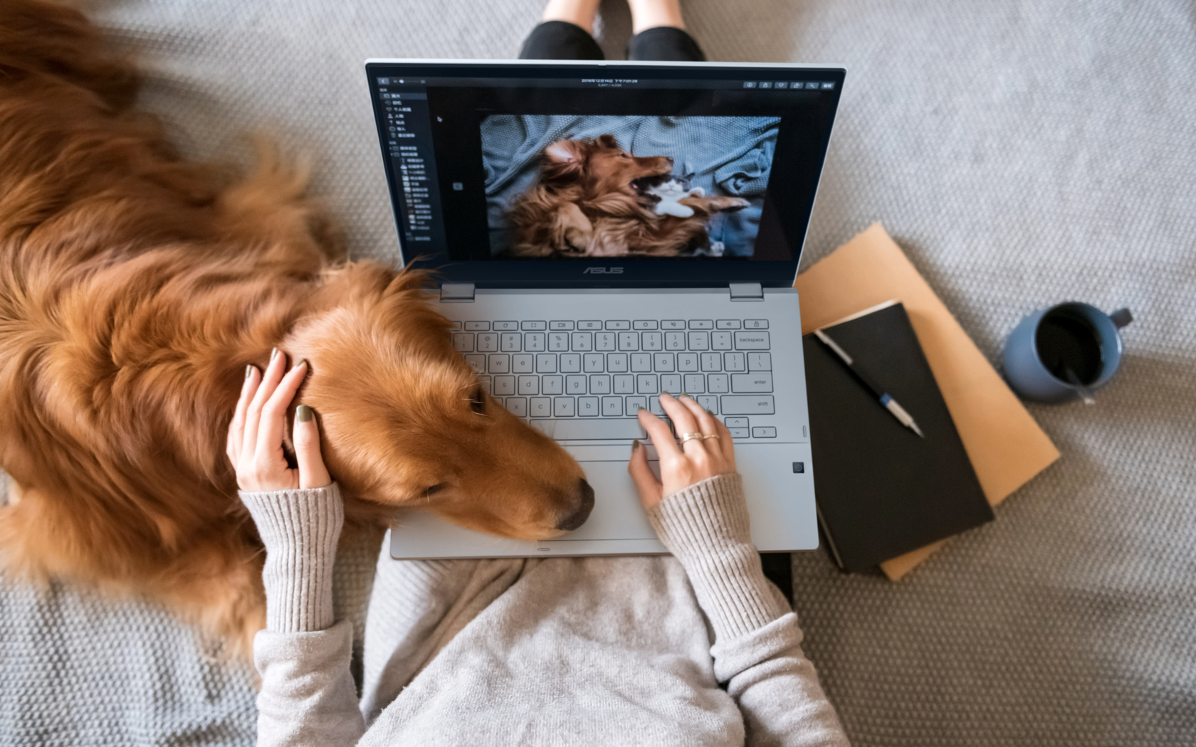 asus, premium chromebook, asus chromebook flip cx3, golden retriever