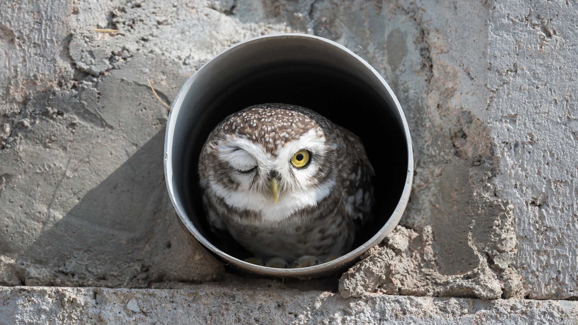 bird, spotted owl, india