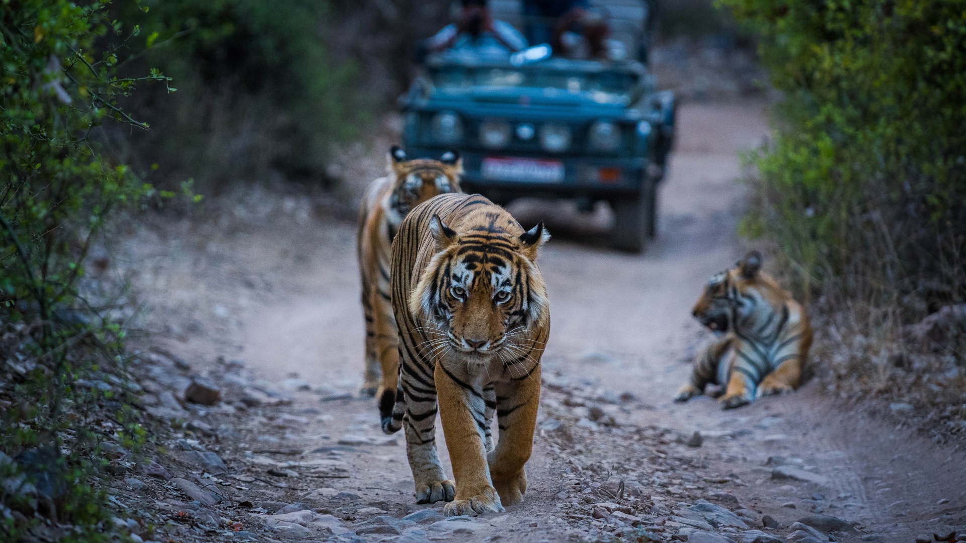 exotic wildlife tour, ranthambore national park, india