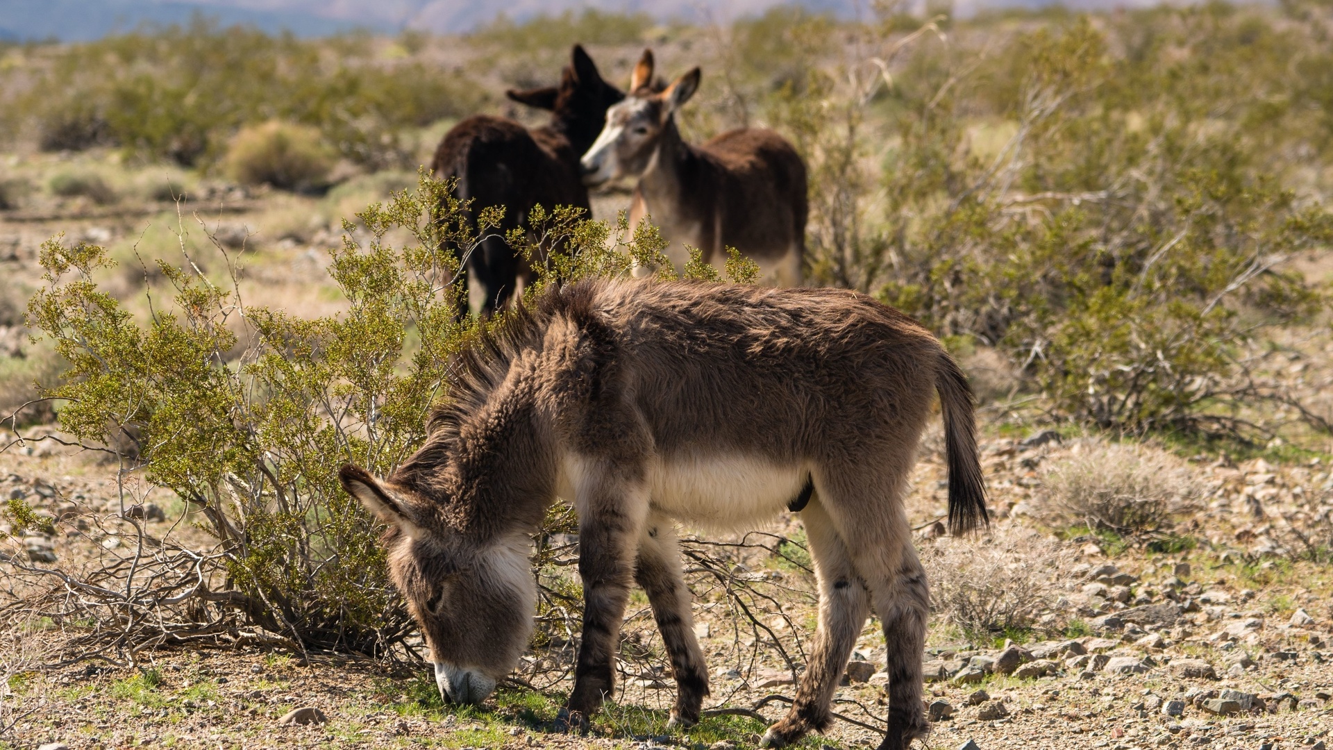 donkeys, mojave desert, north america