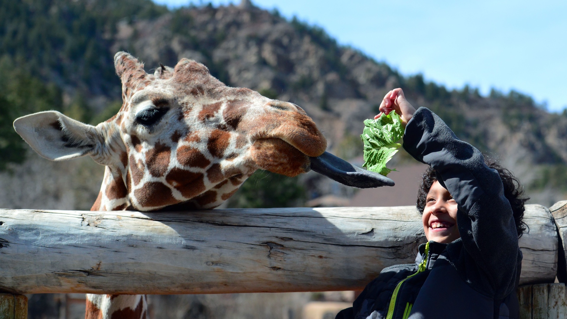 giraffe, cheyenne mountain zoo, colorado springs, colorado