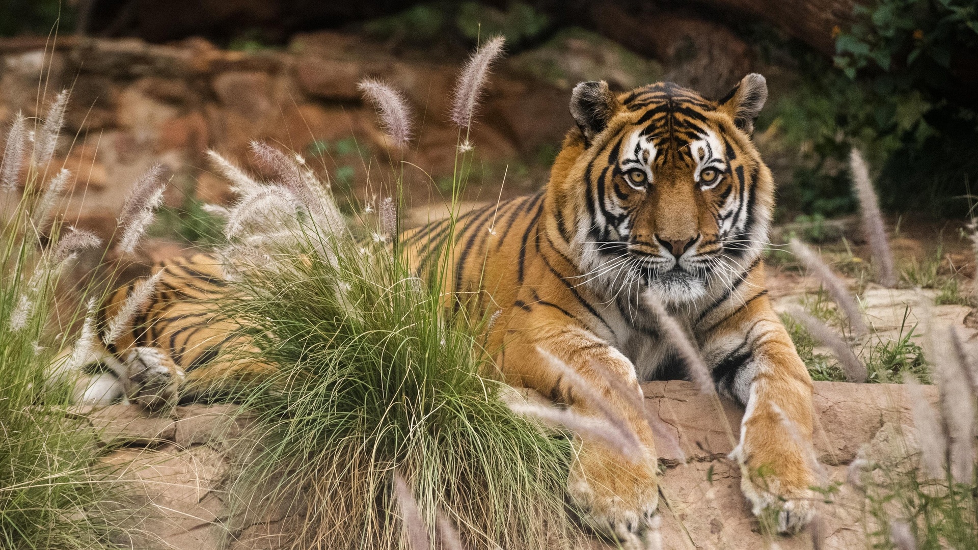 pretoria zoo, south africa, national zoological gardens, tiger