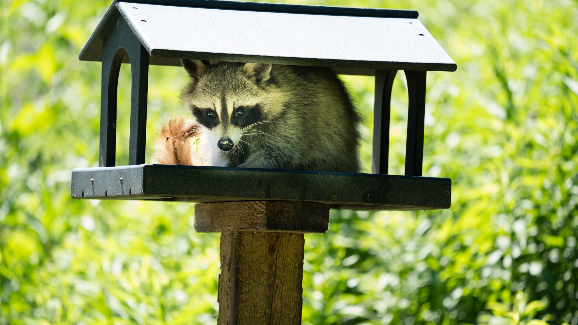 wild animals, young raccoon, bird feeder