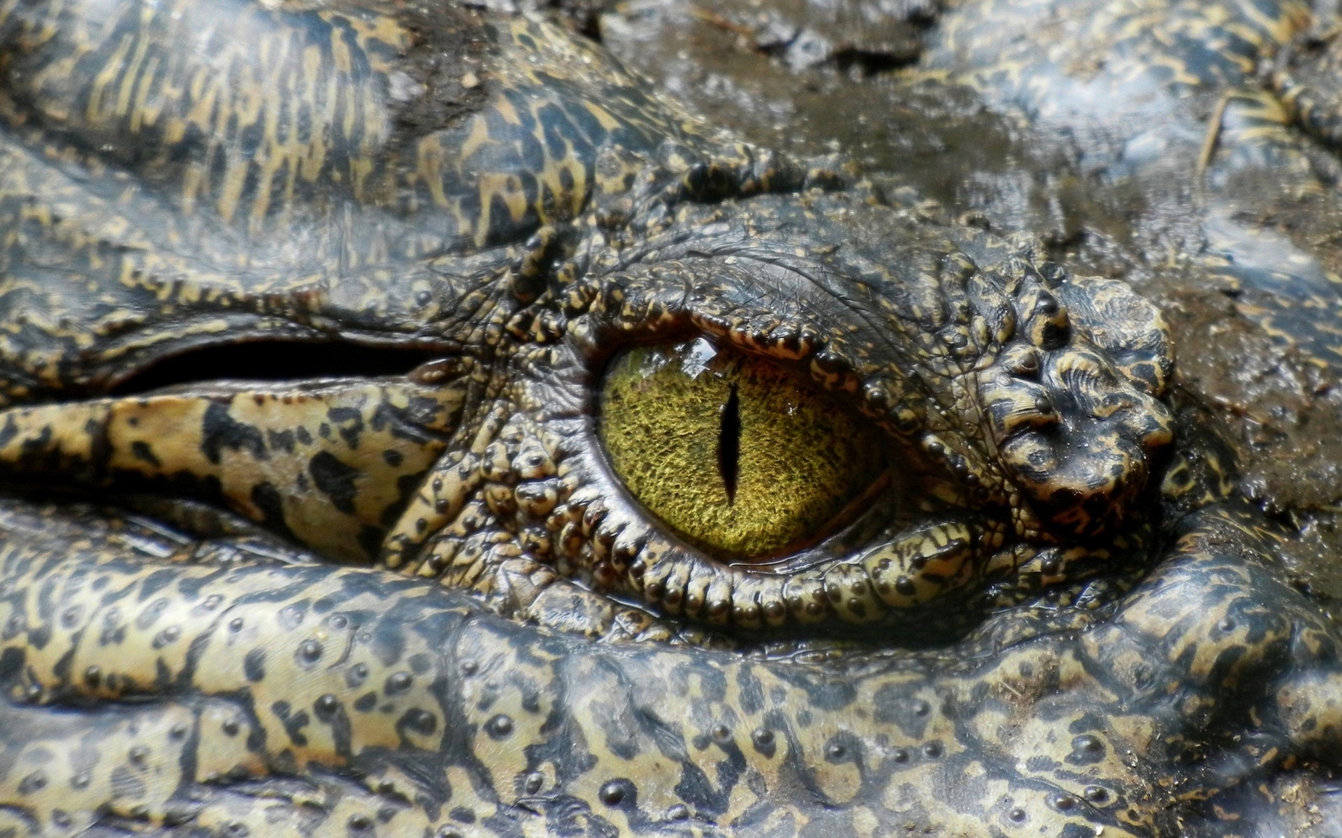 crocodile, australia, reptile, eye, animal