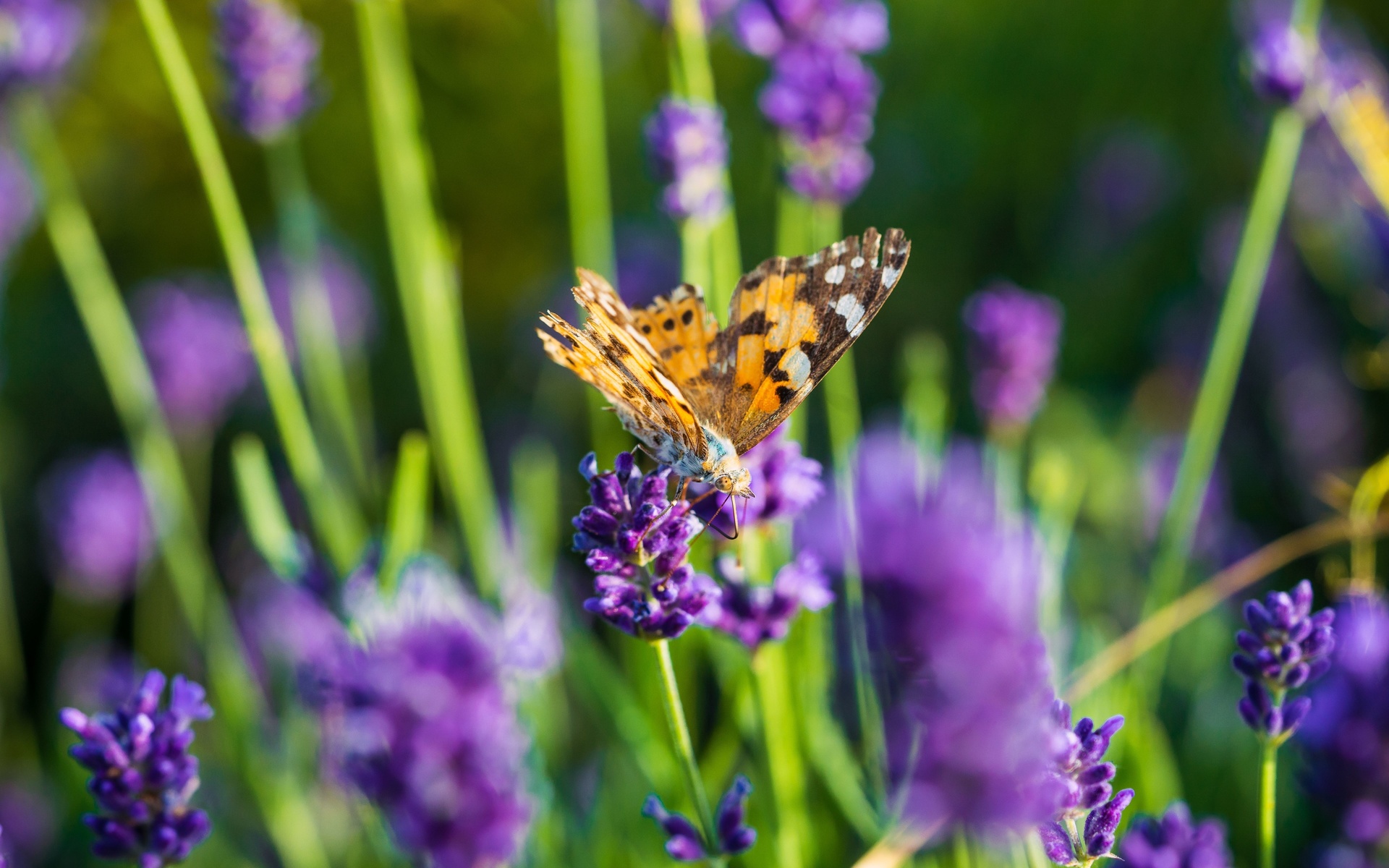 butterfly, lavender field, flowers