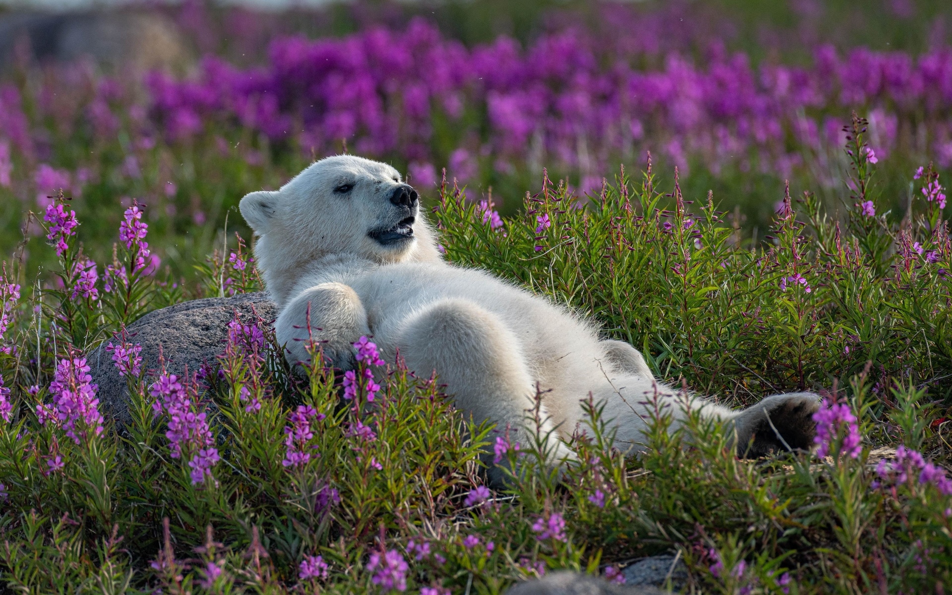 polar bear, fireweed field, canada