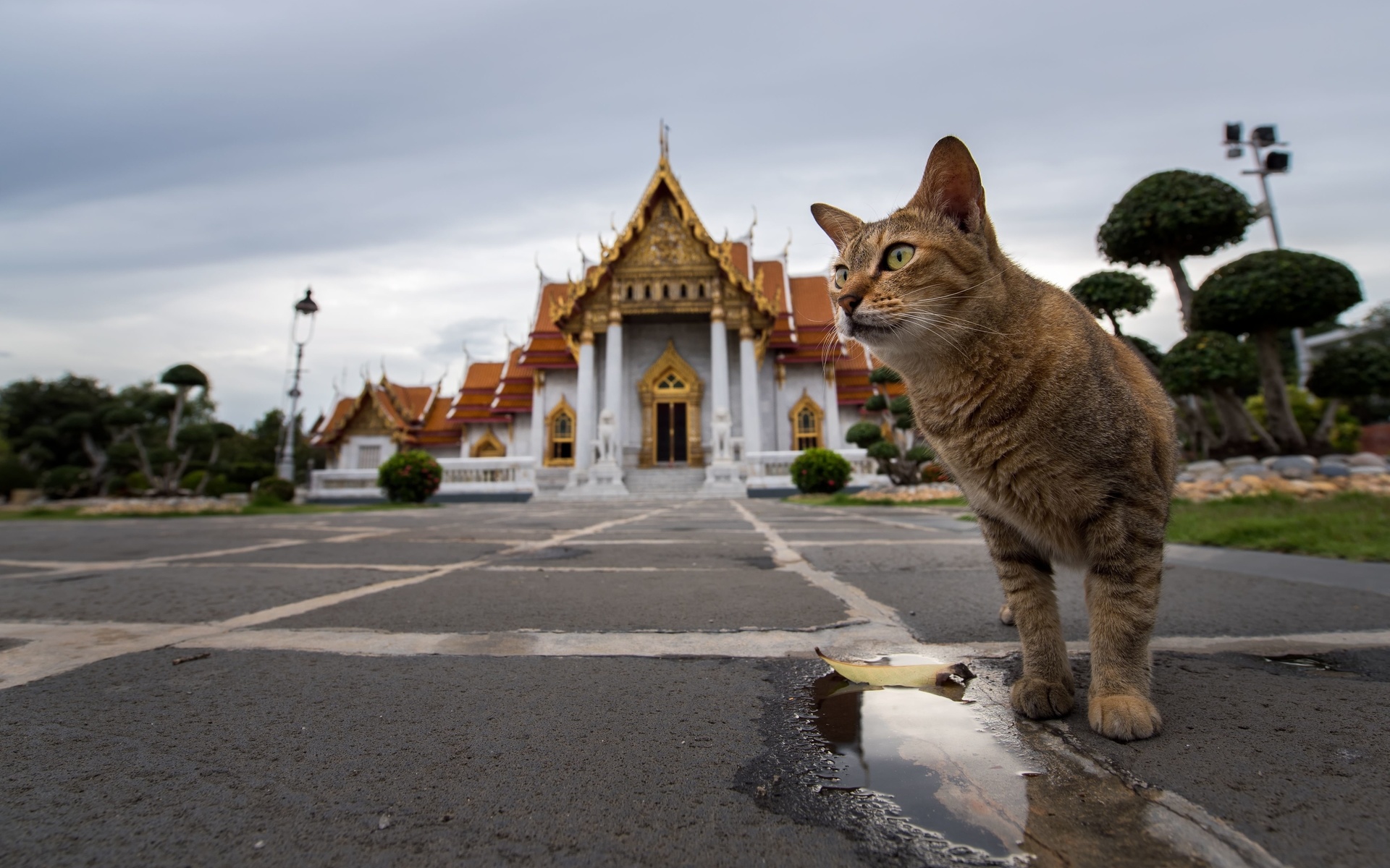 wat benchamabophit, marble temple, buddhism, bangkok, thailand