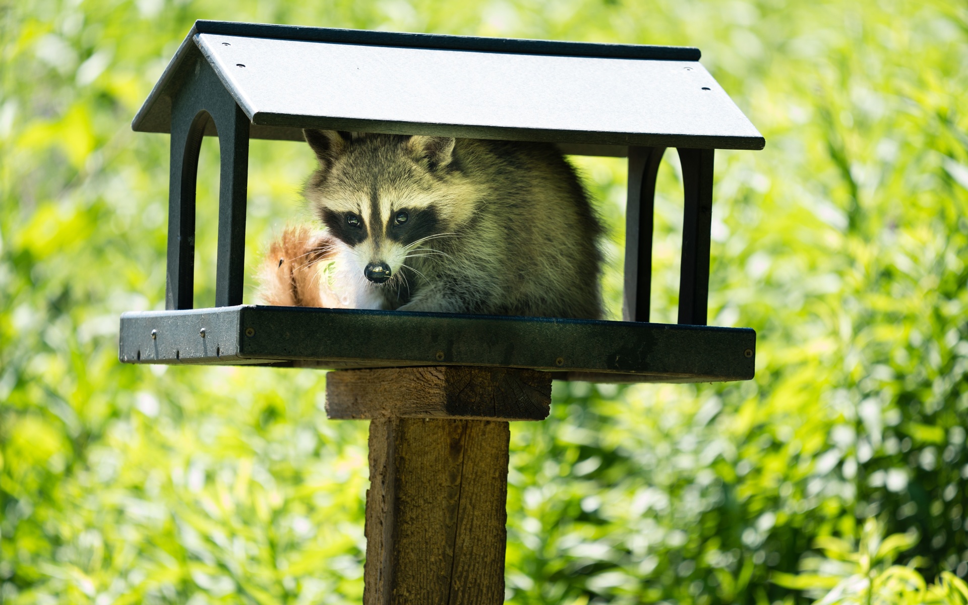 wild animals, young raccoon, bird feeder