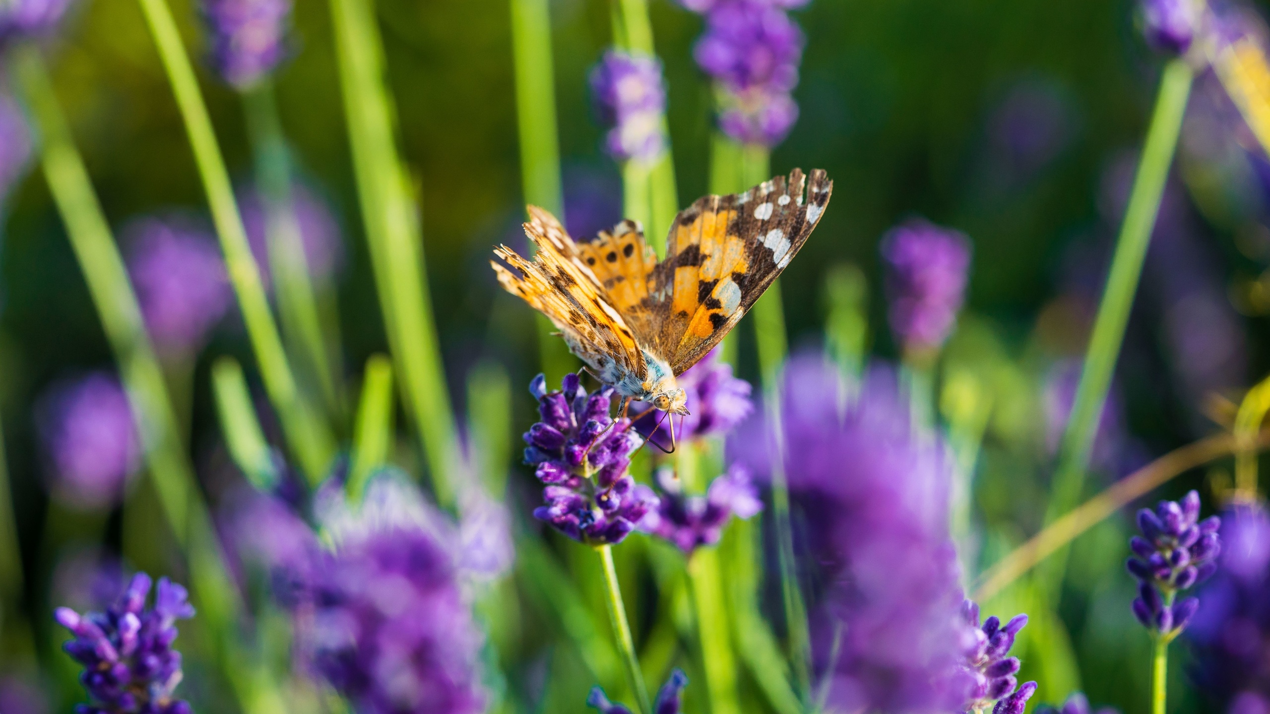 butterfly, lavender field, flowers