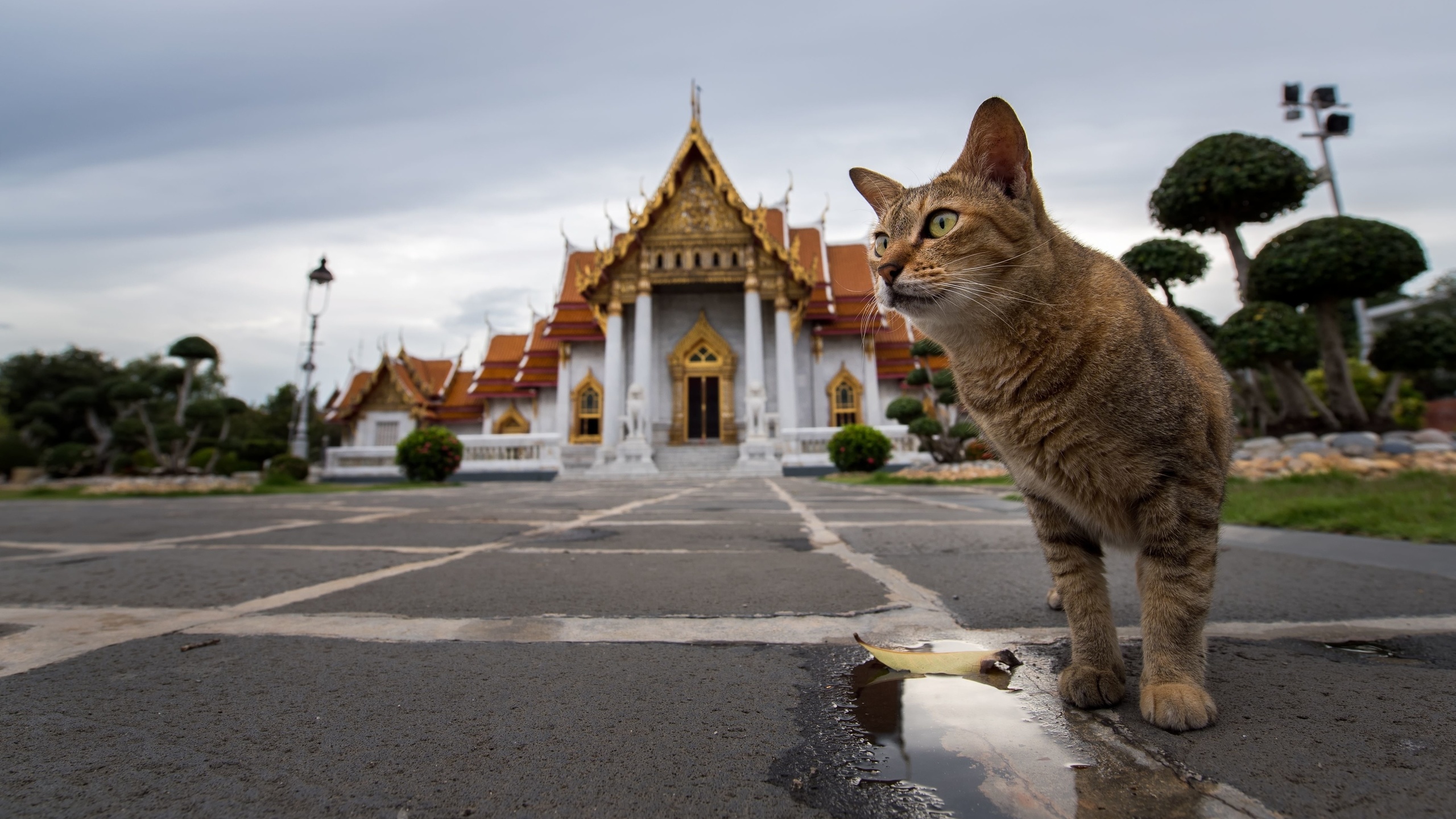 wat benchamabophit, marble temple, buddhism, bangkok, thailand