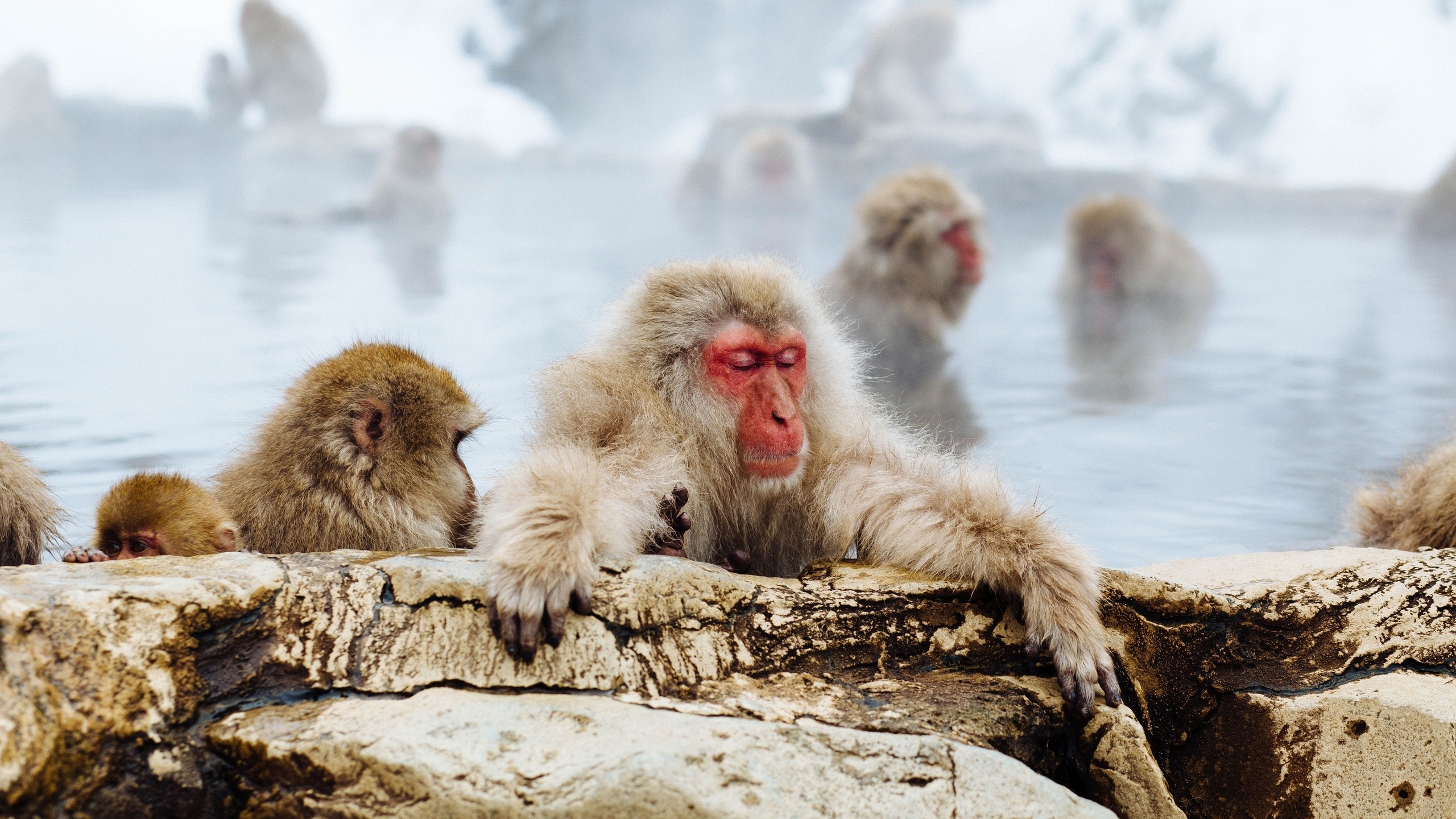 japanese macaque, jigokudani snow monkey park, nagano prefecture, japan