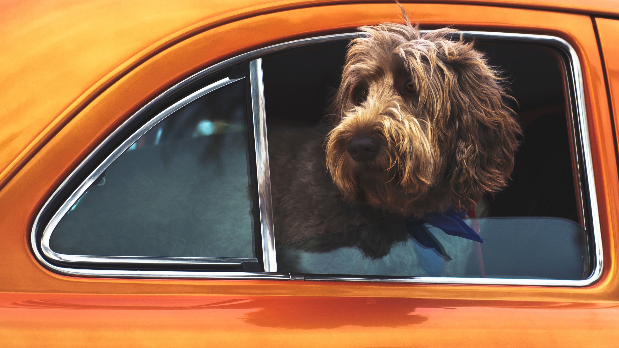 pets, dog, travel, car