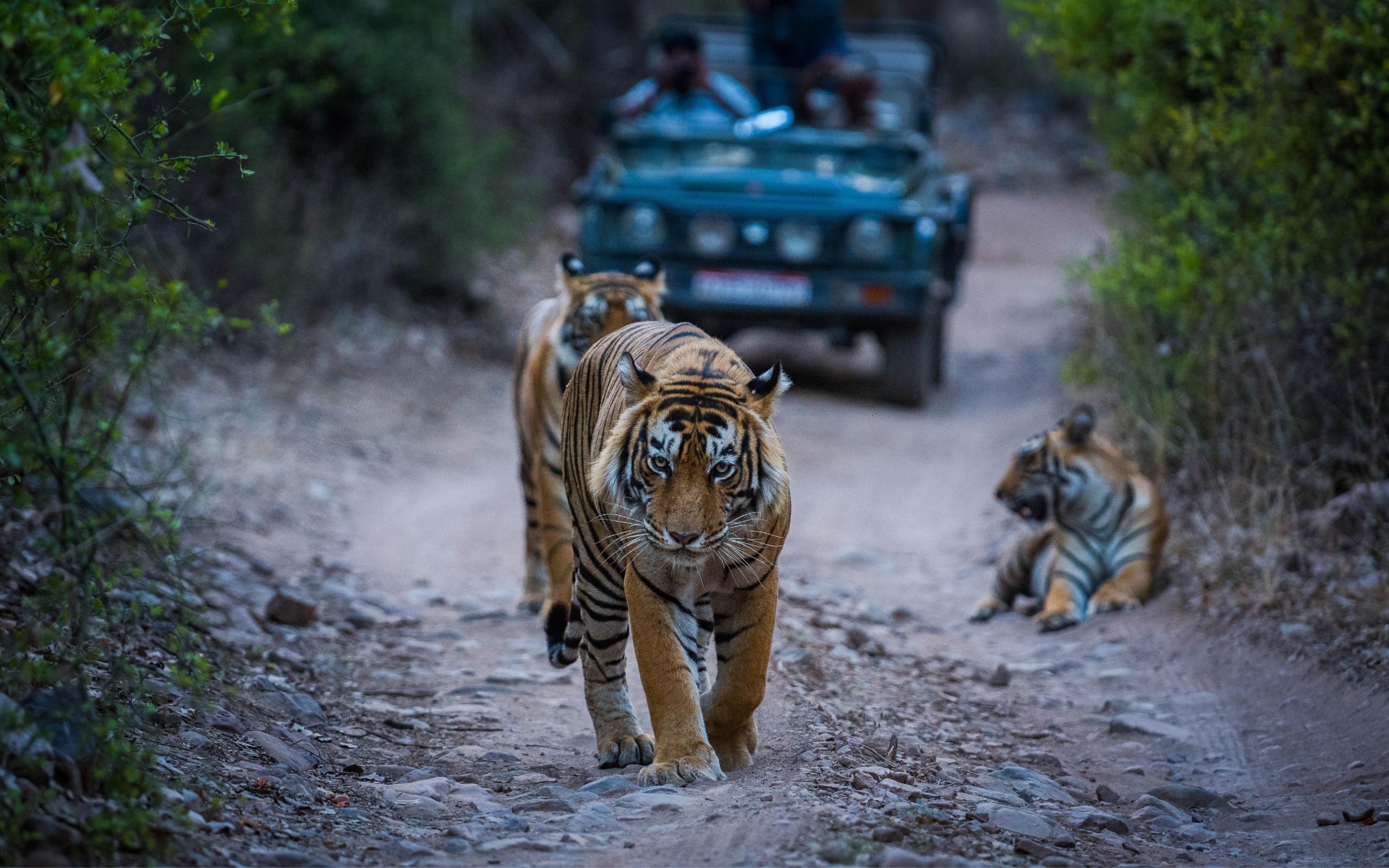 exotic wildlife tour, ranthambore national park, india