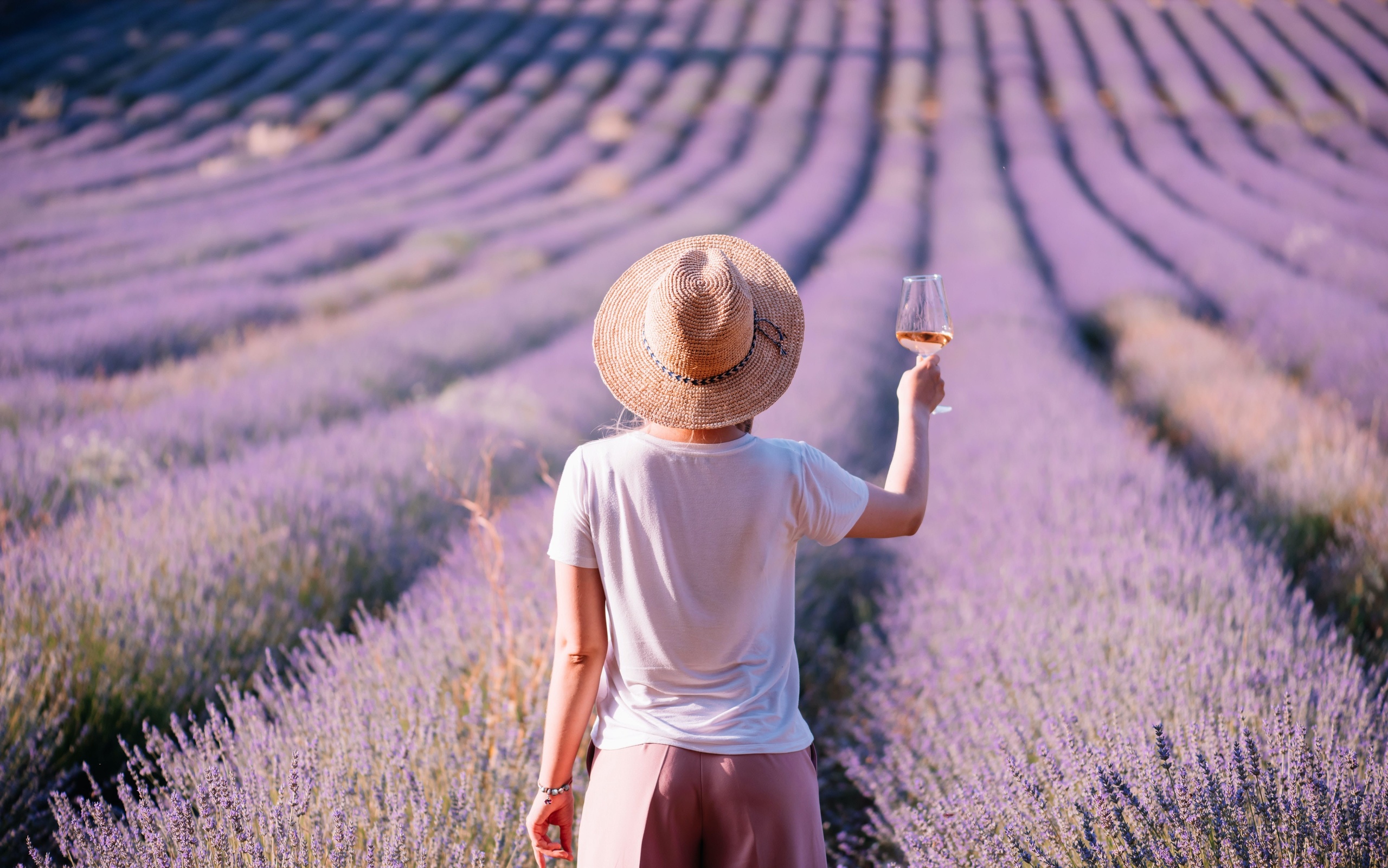 lavender field, provence, france