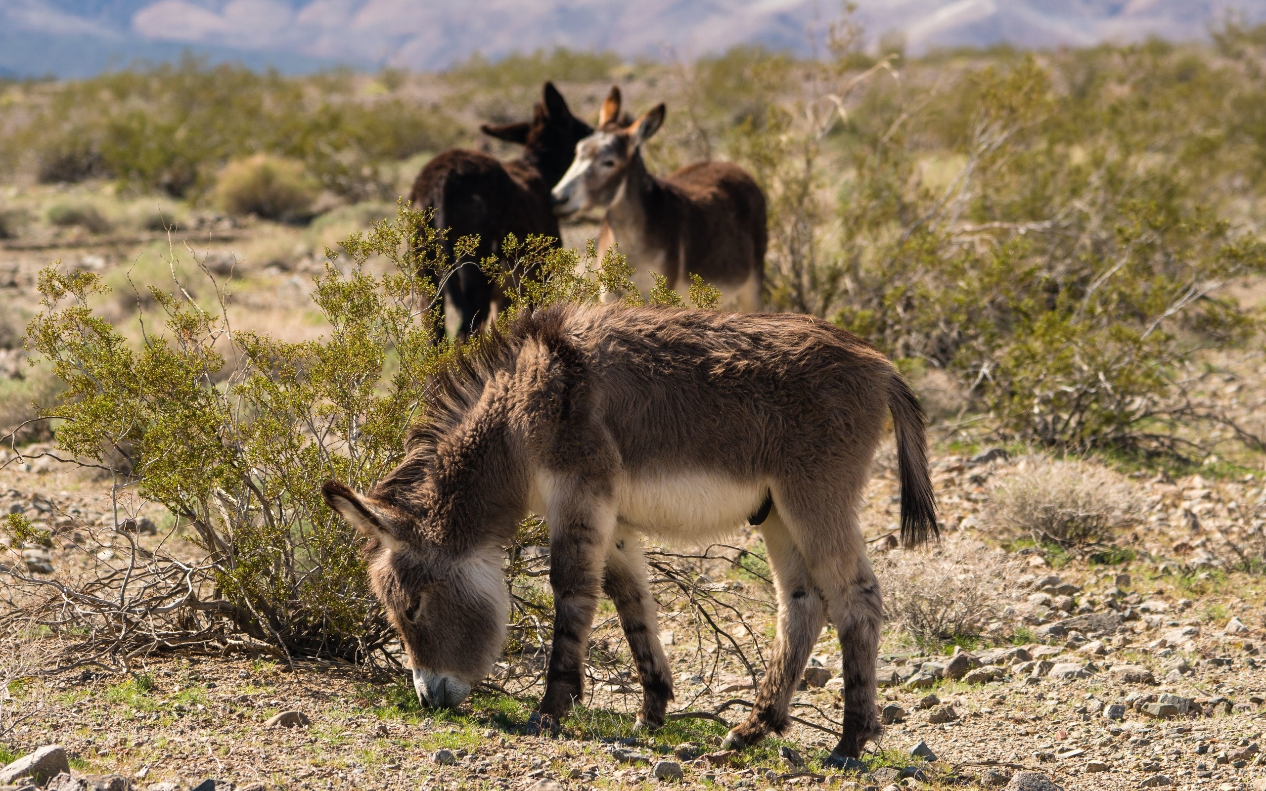 donkeys, mojave desert, north america