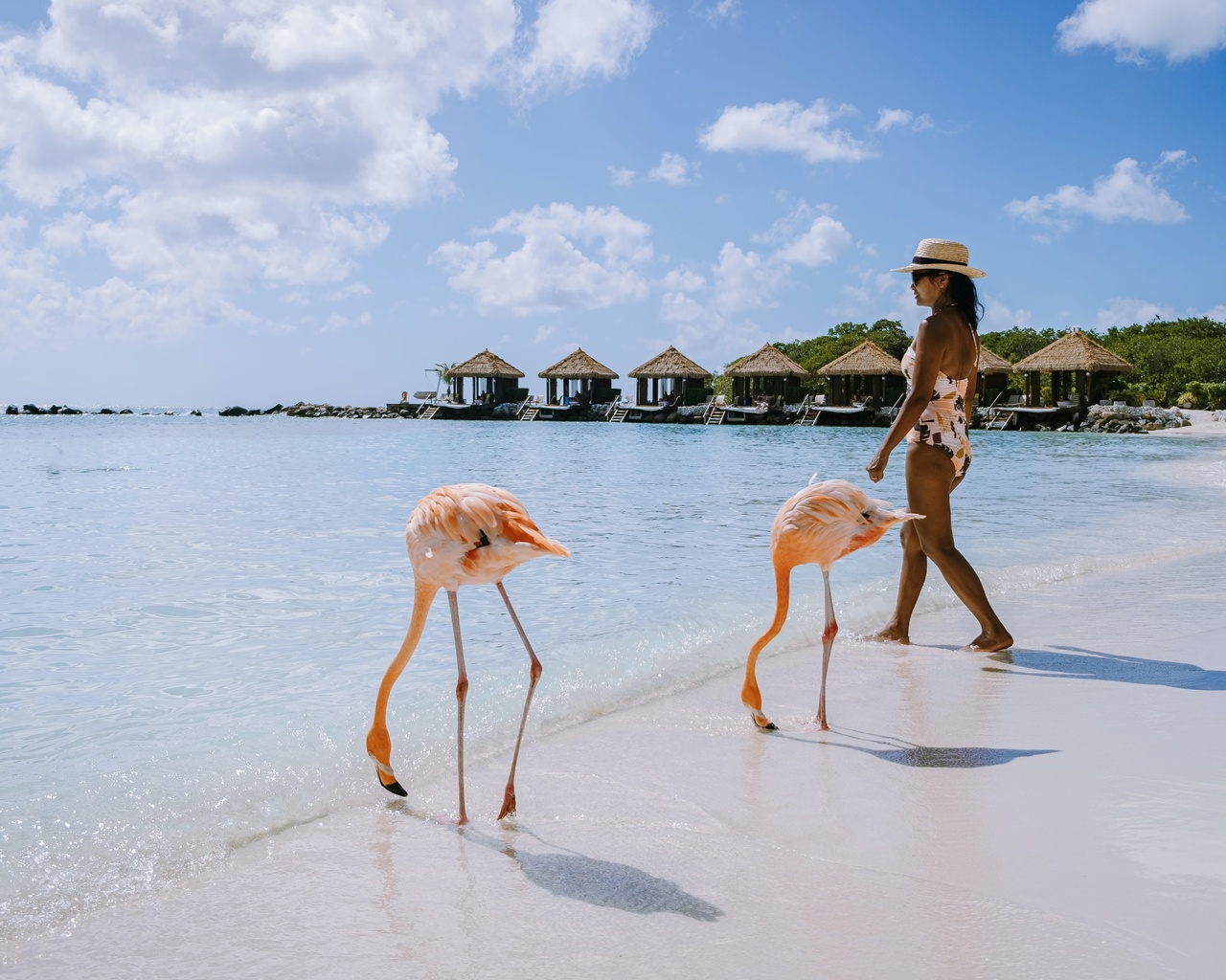 flamingo, beach, aruba, caribbean sea