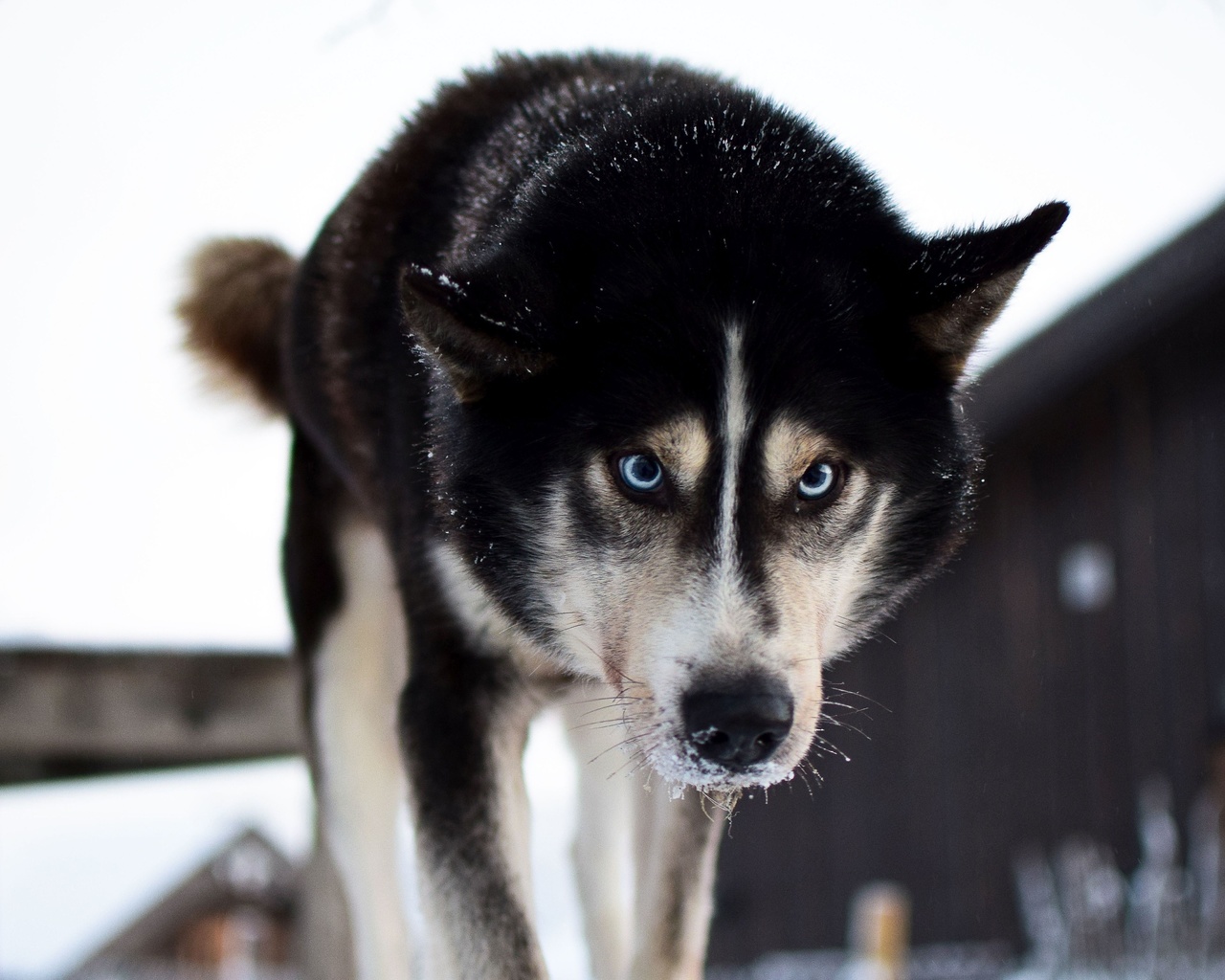 husky safari, norway, husky park