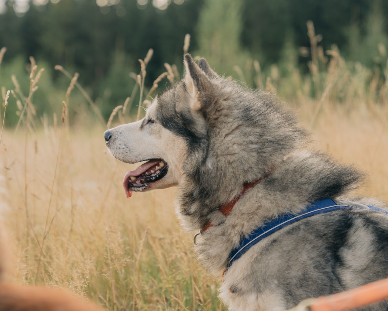 nature, thuringian forest, huskies, germany