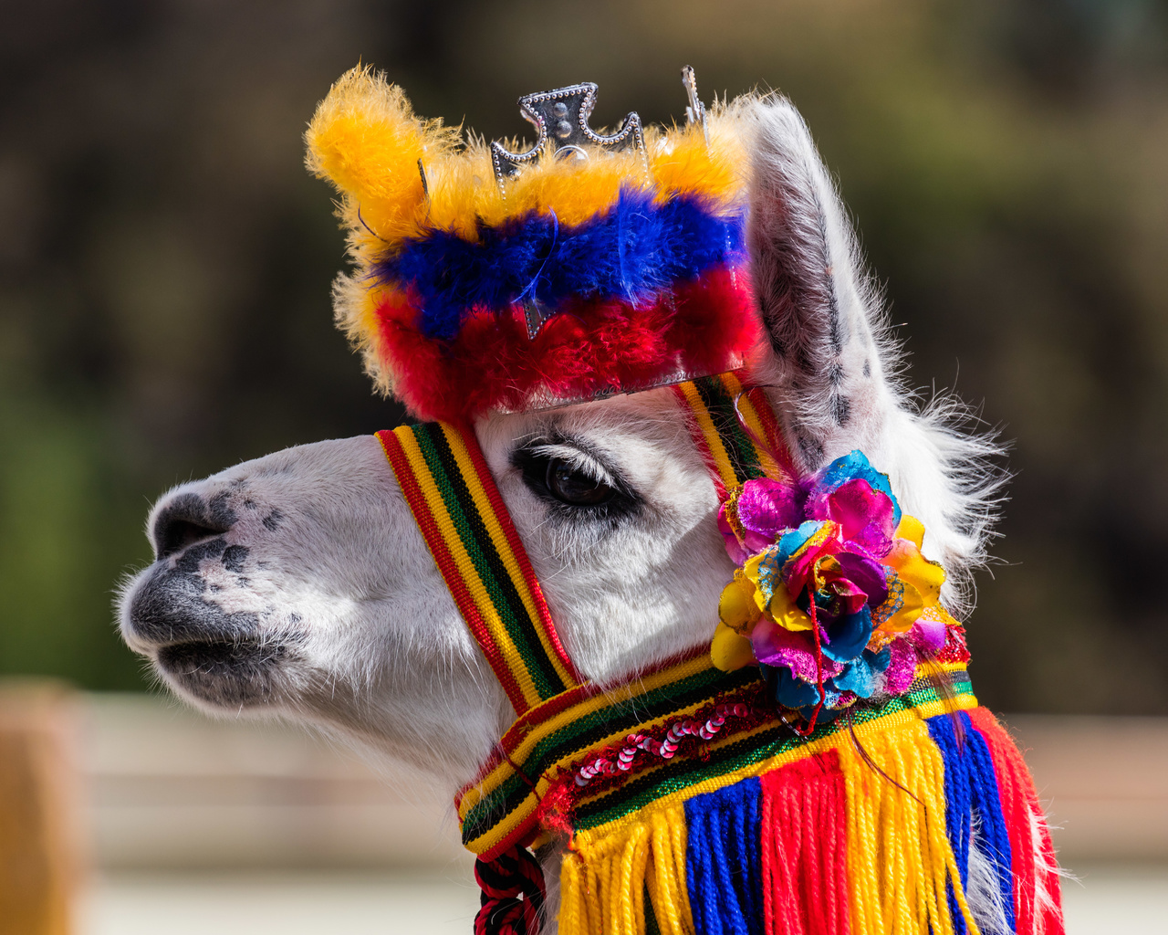 lama, ipiales, colombia