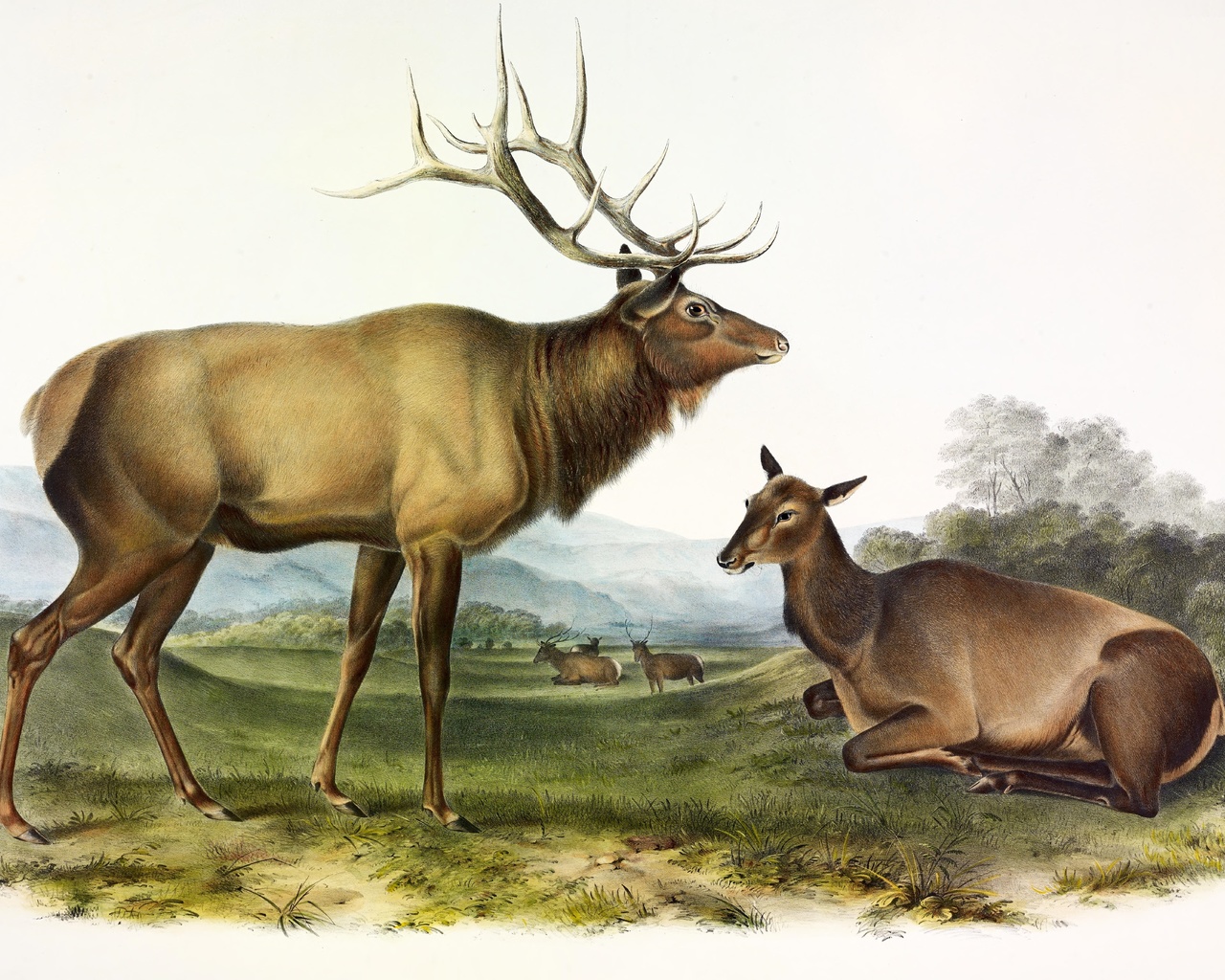 american elk, john james audubon, 1845