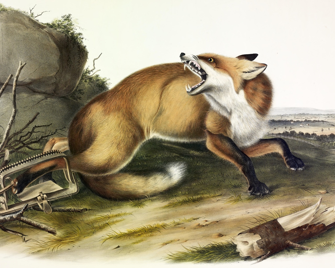 american red fox, vulpes fulvus, 1846, john james audubon, north america