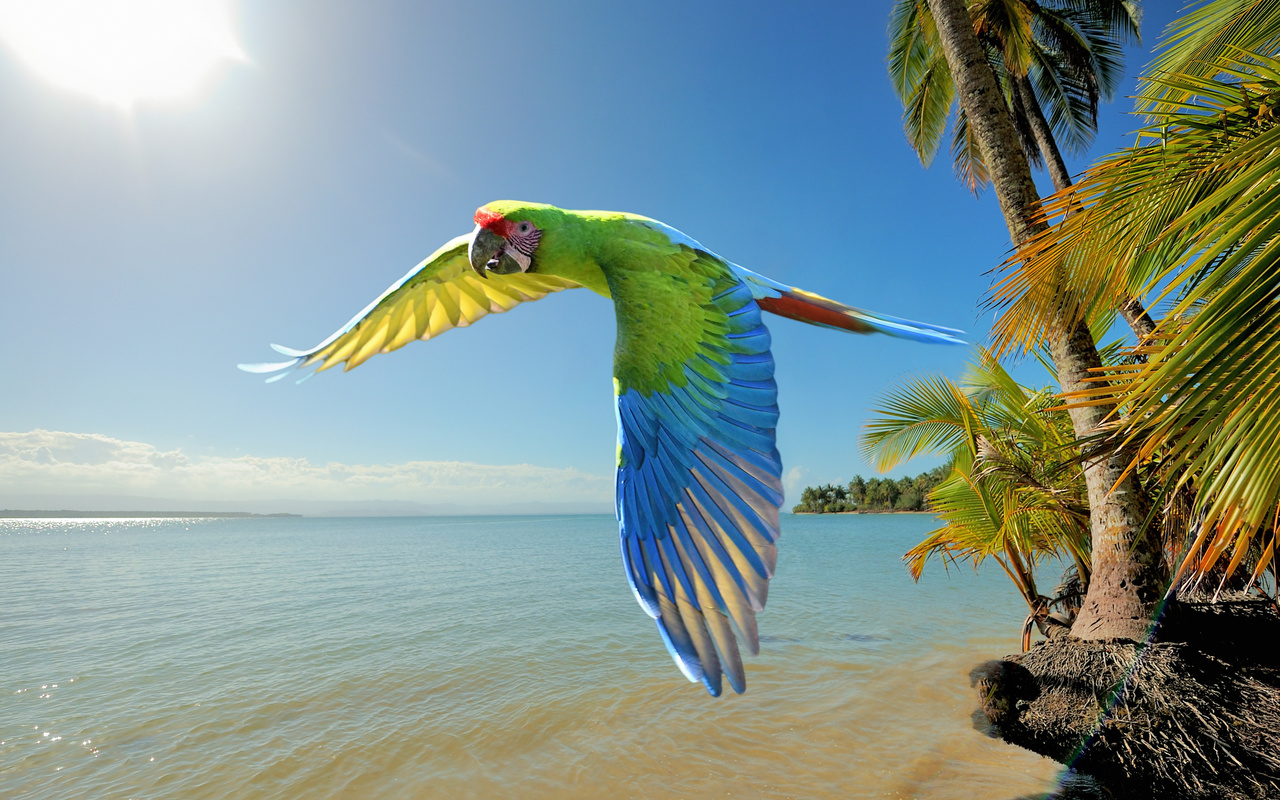 great green macaw, costa rica, large parrots