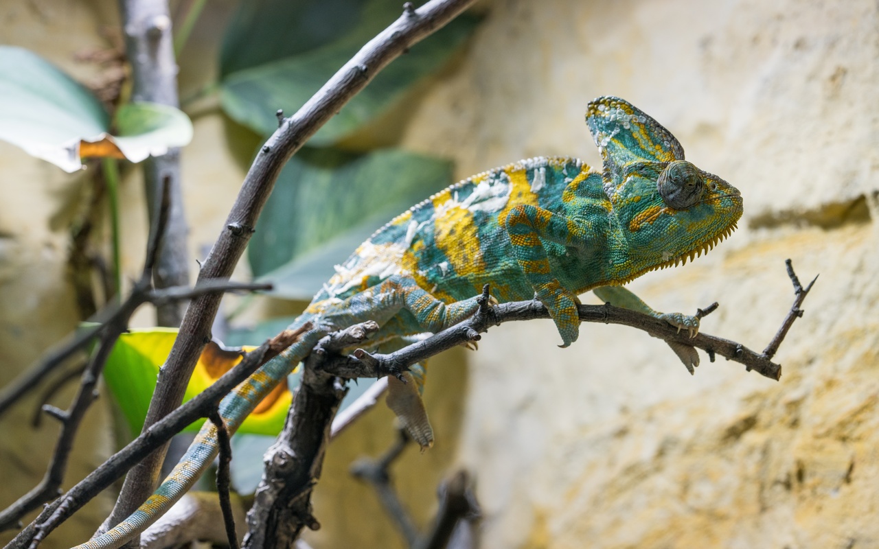 animal, wildlife, green reptile, camouflage, chameleon