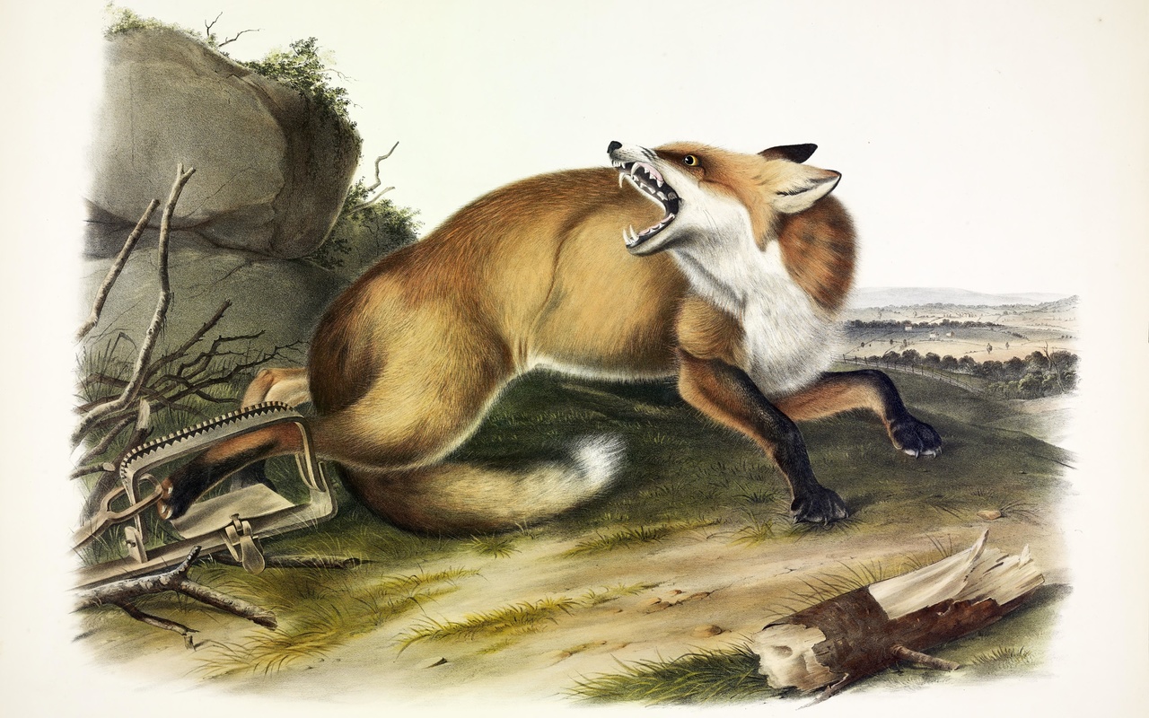 american red fox, vulpes fulvus, 1846, john james audubon, north america