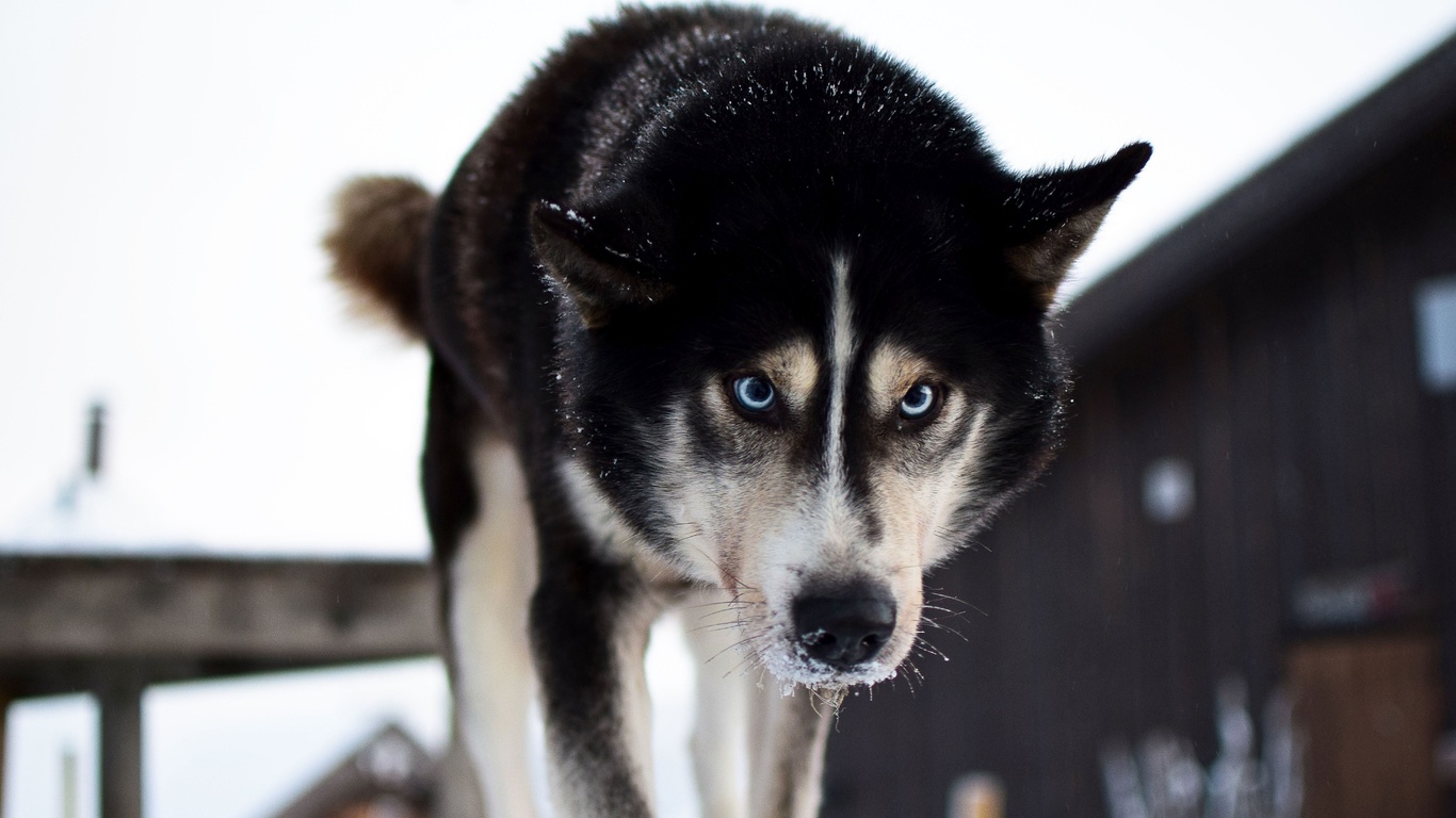 husky safari, norway, husky park