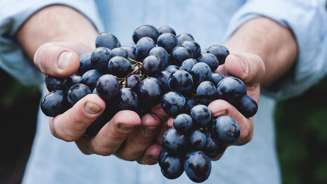 wine grapes, summer, purple grapes