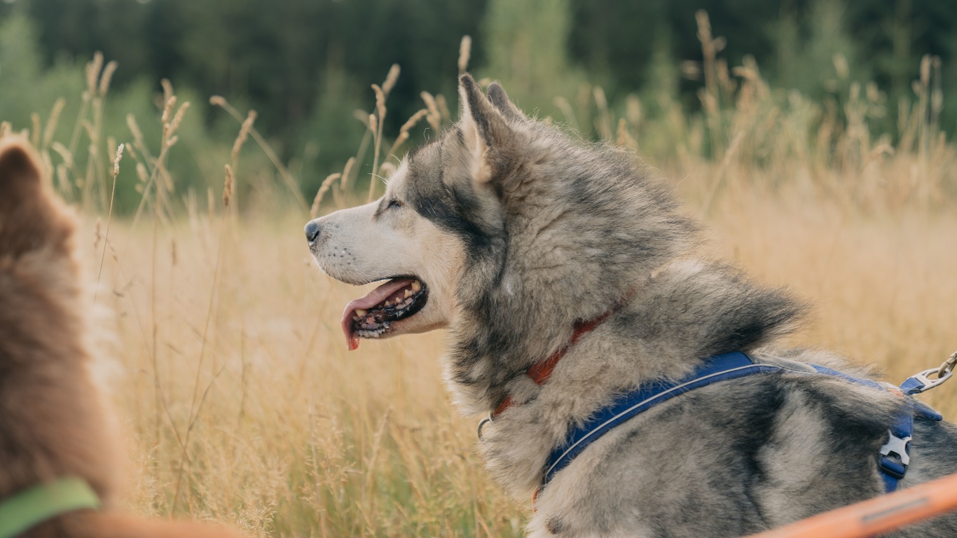 nature, thuringian forest, huskies, germany